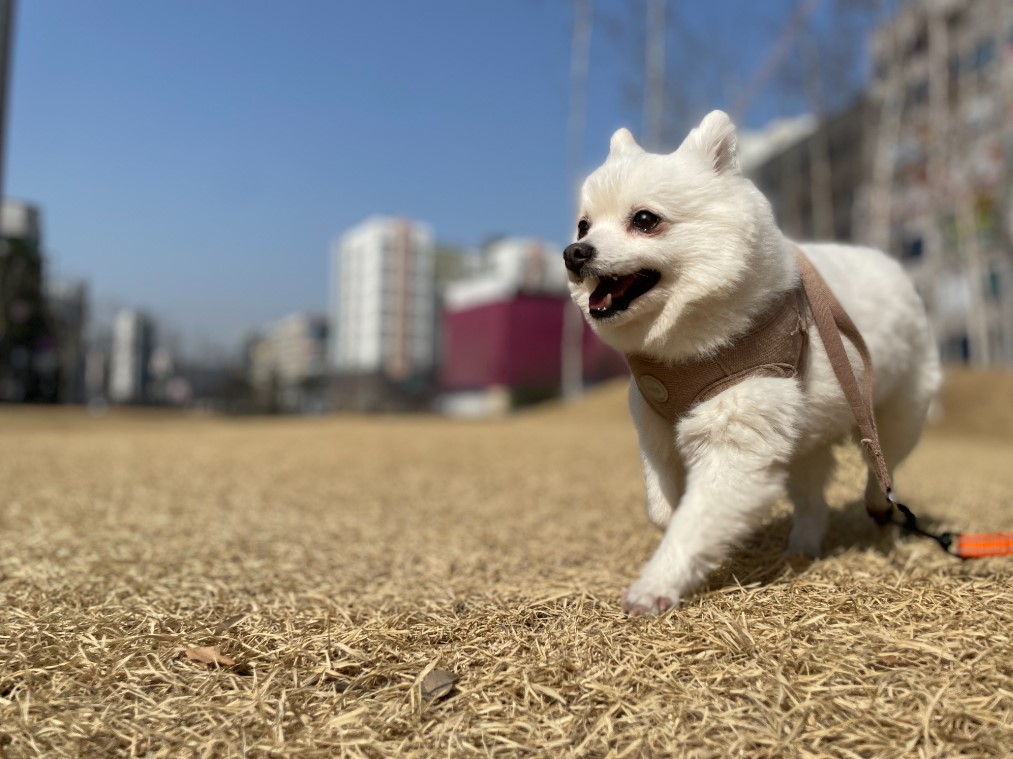  단비 (곤지암 포동이) 1년 7개월^^