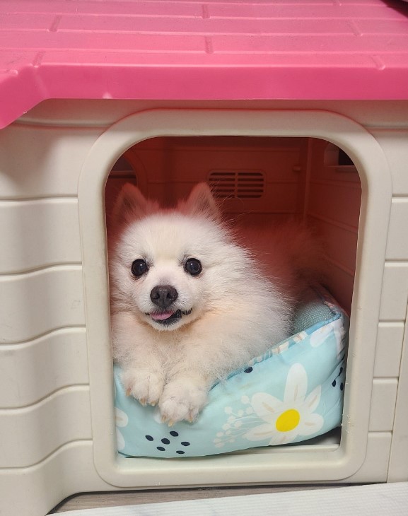  단비 (곤지암 포동이) 1년 7개월^^
