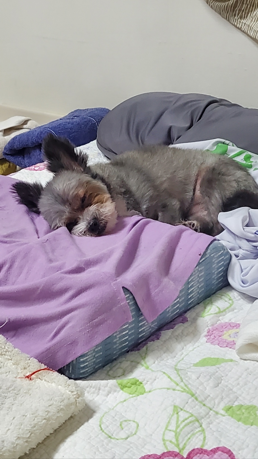 이슬(구, 소피)이의 입양 6개월 이야기를 전해드립니다.