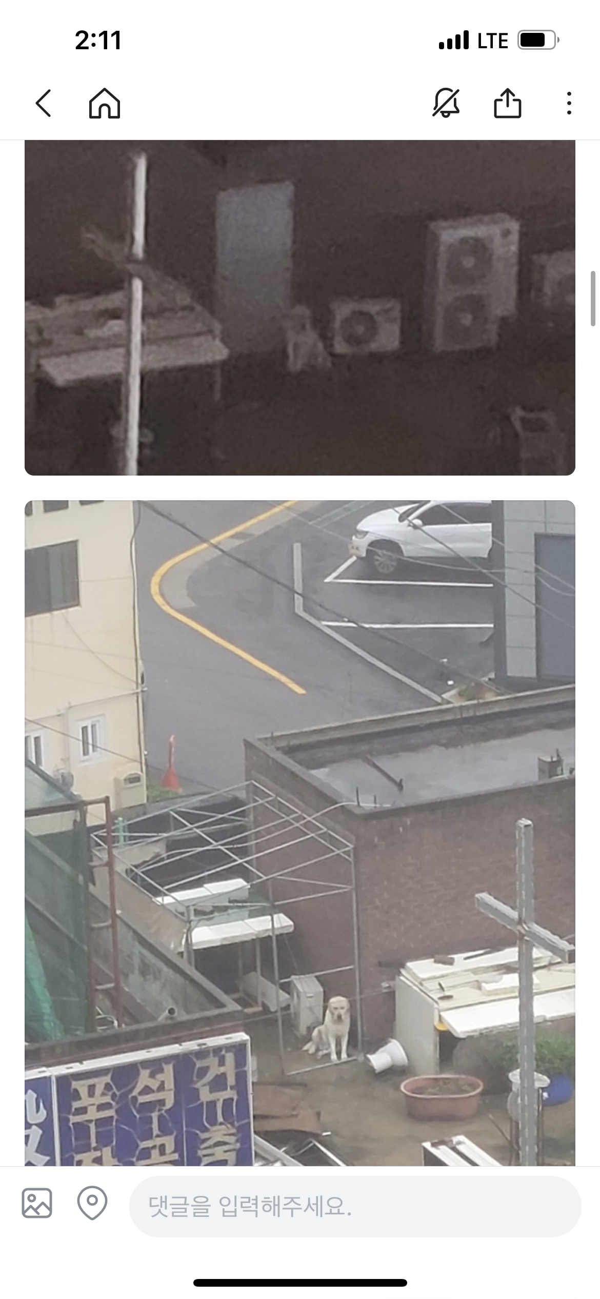 용인 마북 새소망교회 건물 옥상 방치견