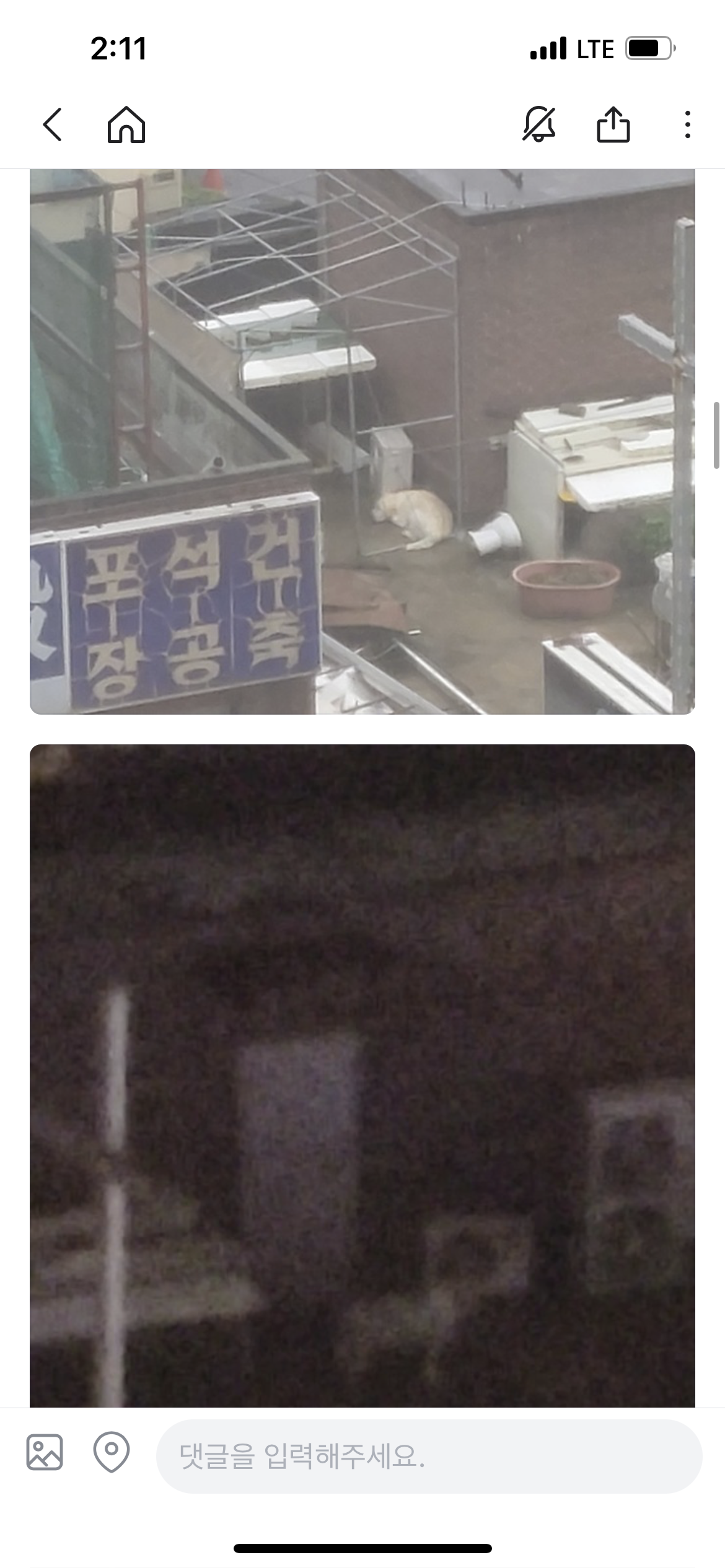 용인 마북 새소망교회 건물 옥상 방치견