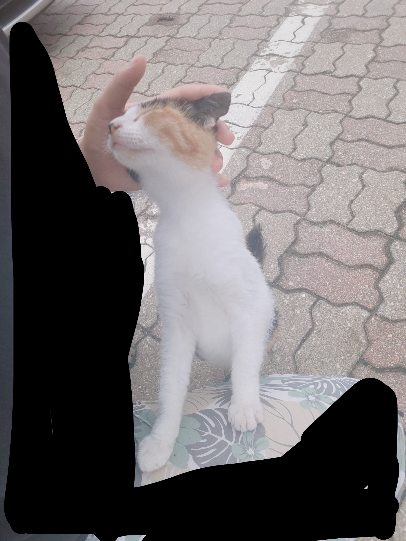학대의심묘 제보합니다