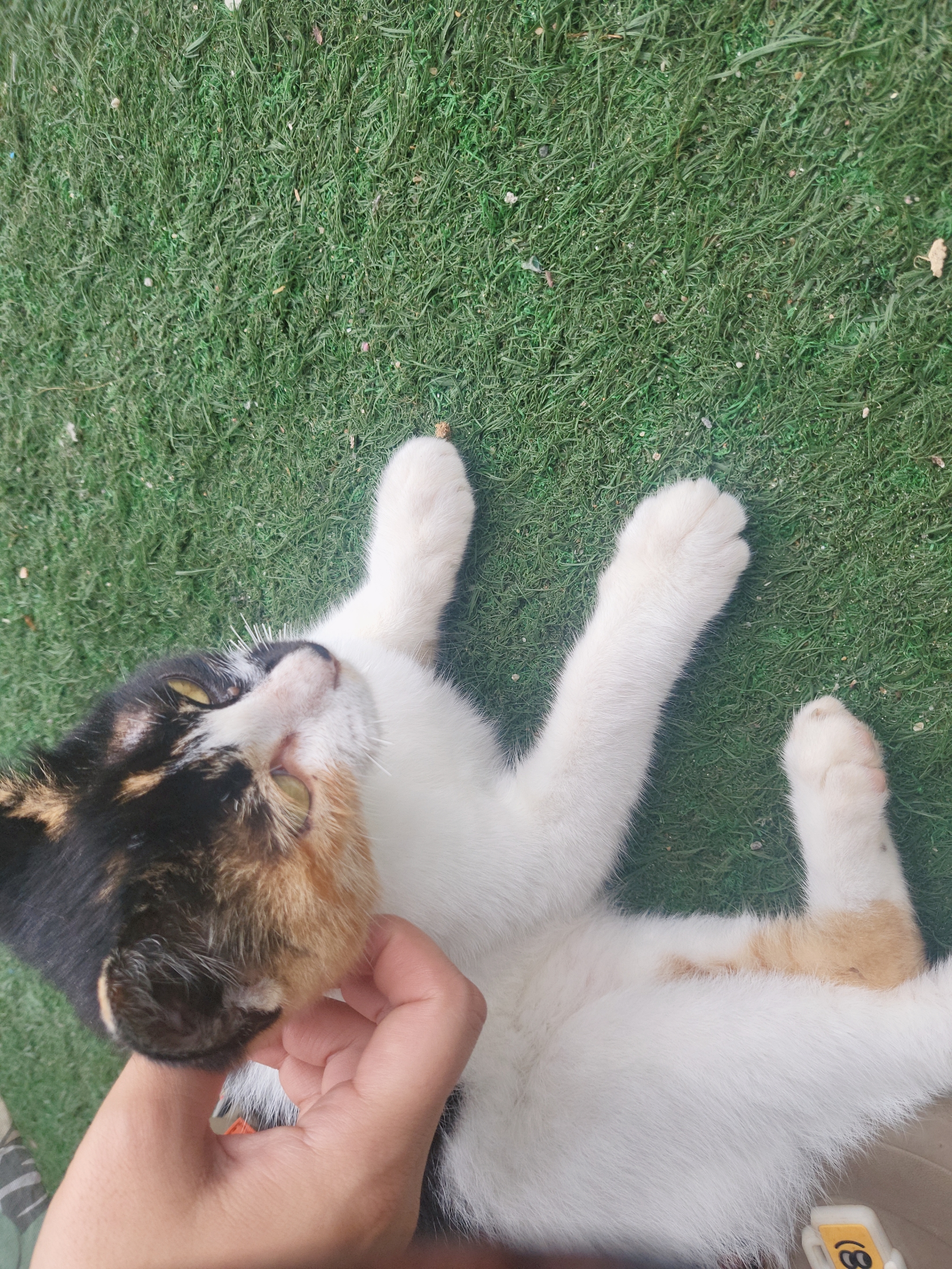 학대의심묘 제보합니다