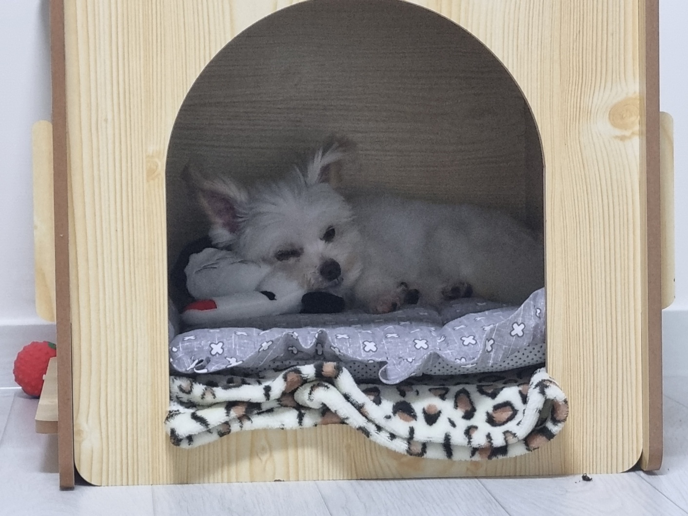 짜니소식입니다.