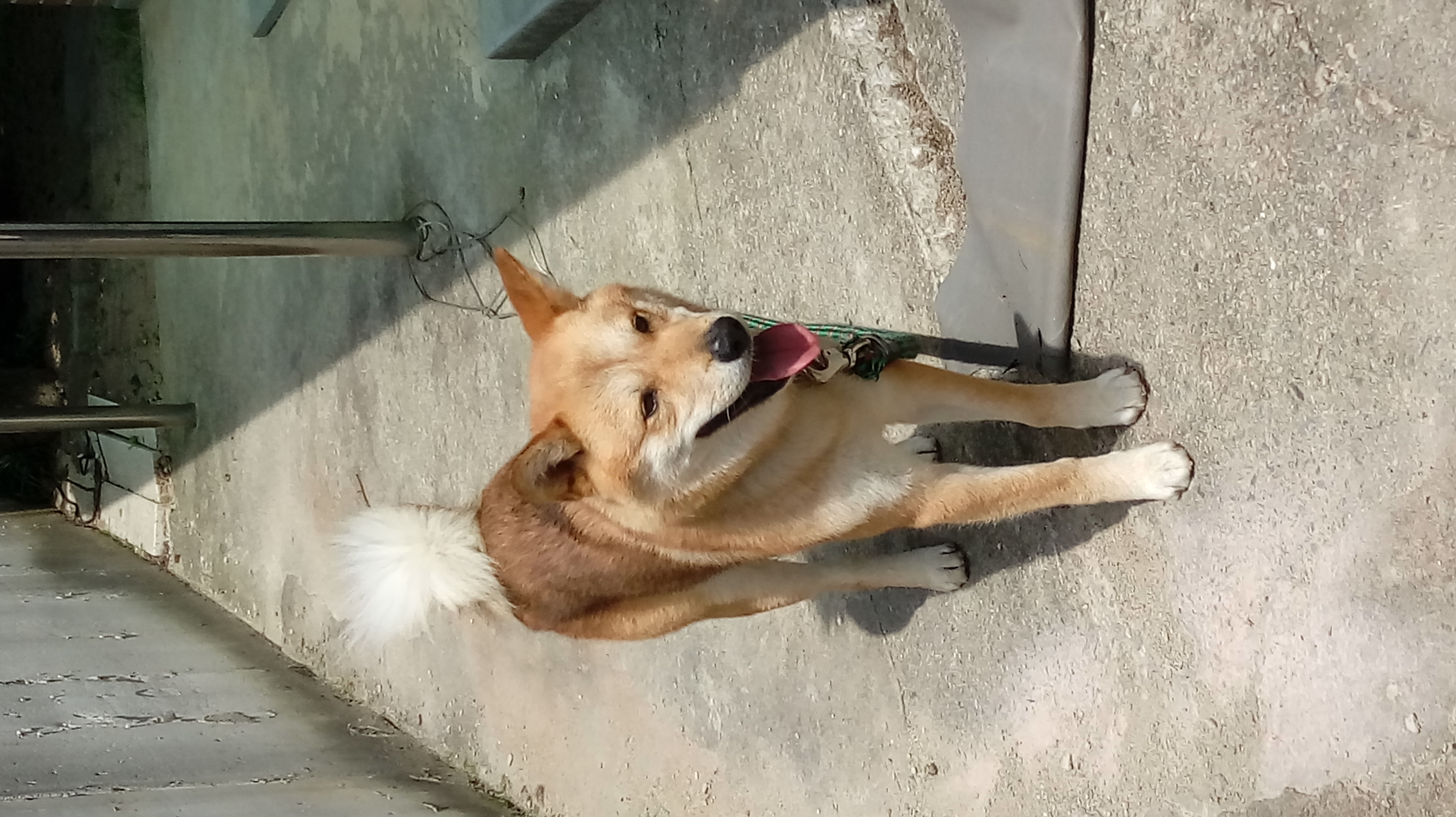 5년 사랑할수밖에 없었던 나의 강아지