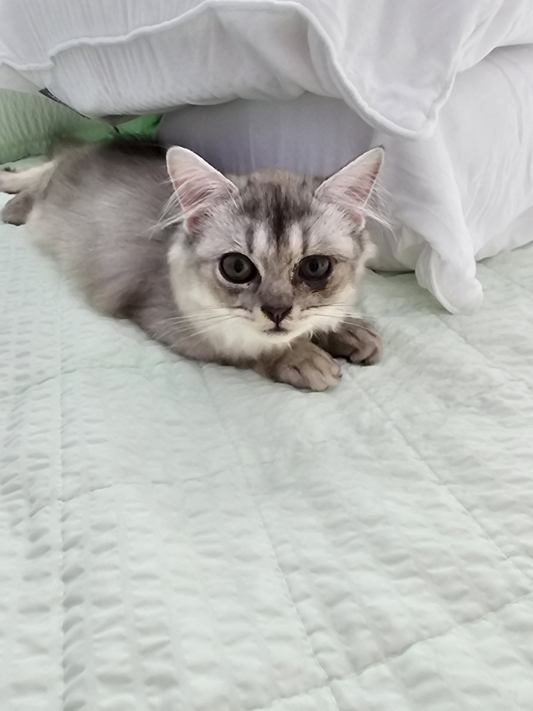 품종묘 고양이 불법가정번식 및 동물학대자 고발합니다