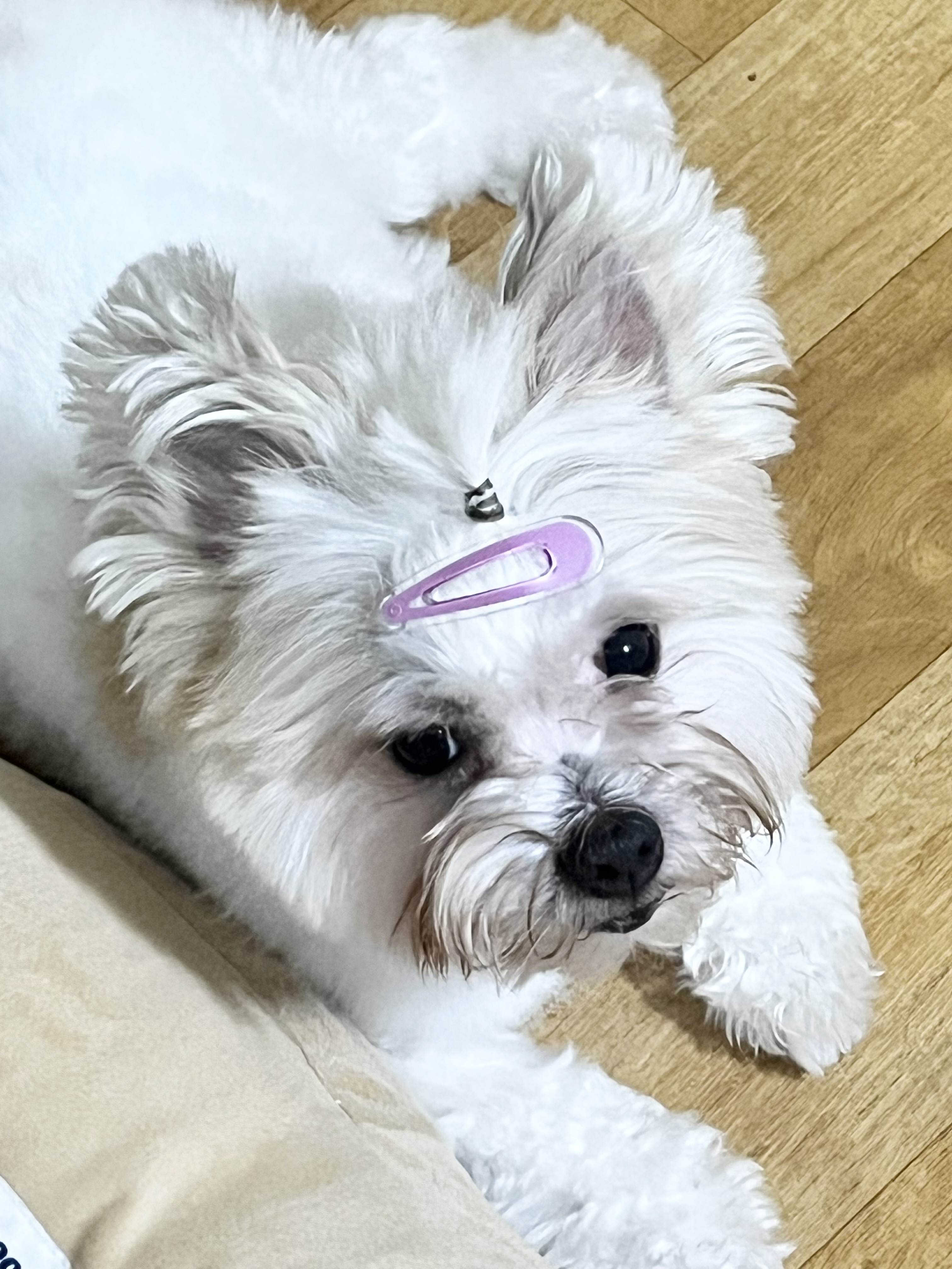 바밤(구 아금이) 입양한지 3개월차입니다! 