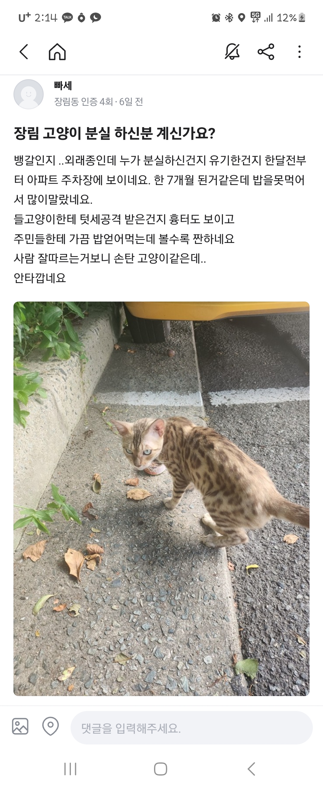 길에 방치한채 관심갖지말라는 주인으로부터 뱅갈고양이를 구해주세요