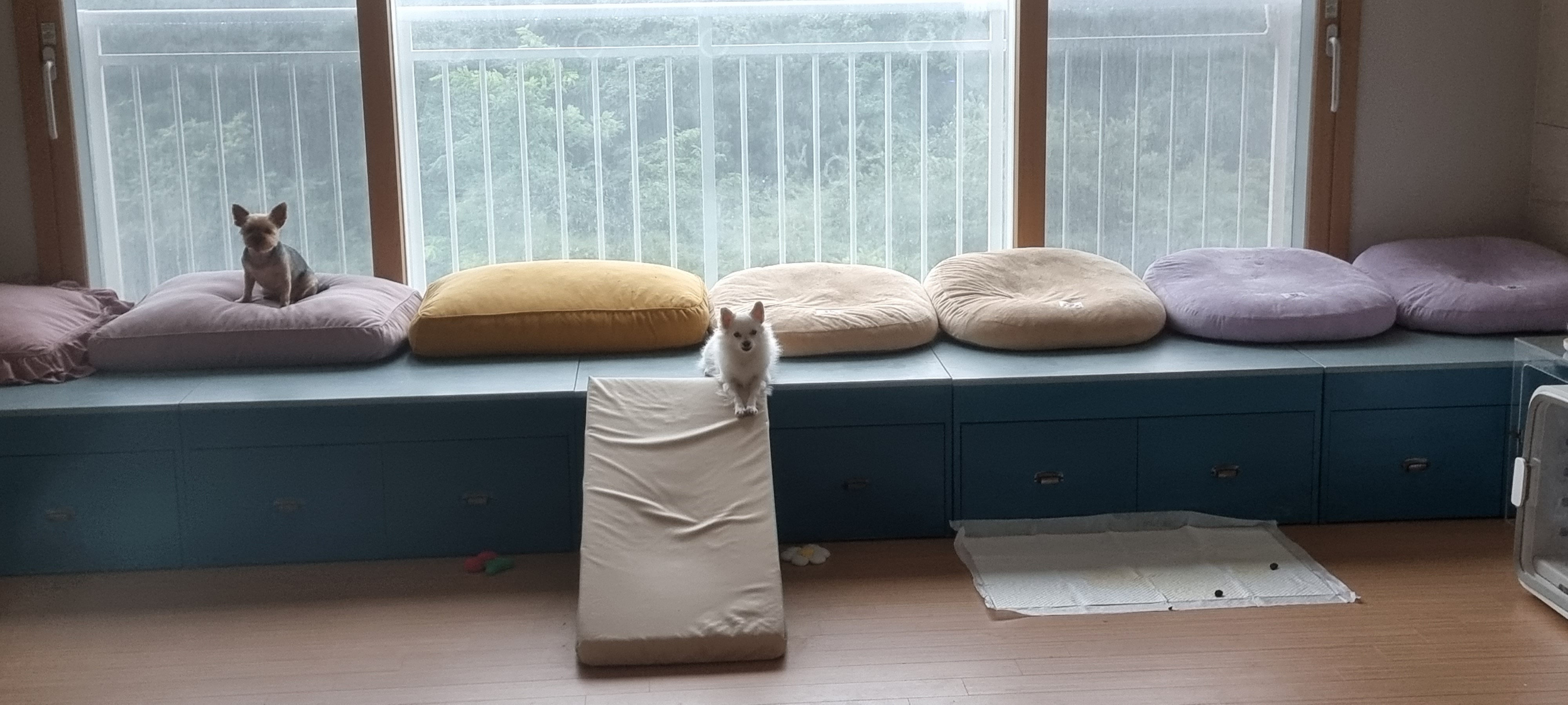 (올리) 저희 집에 온 지 1년 됐어요