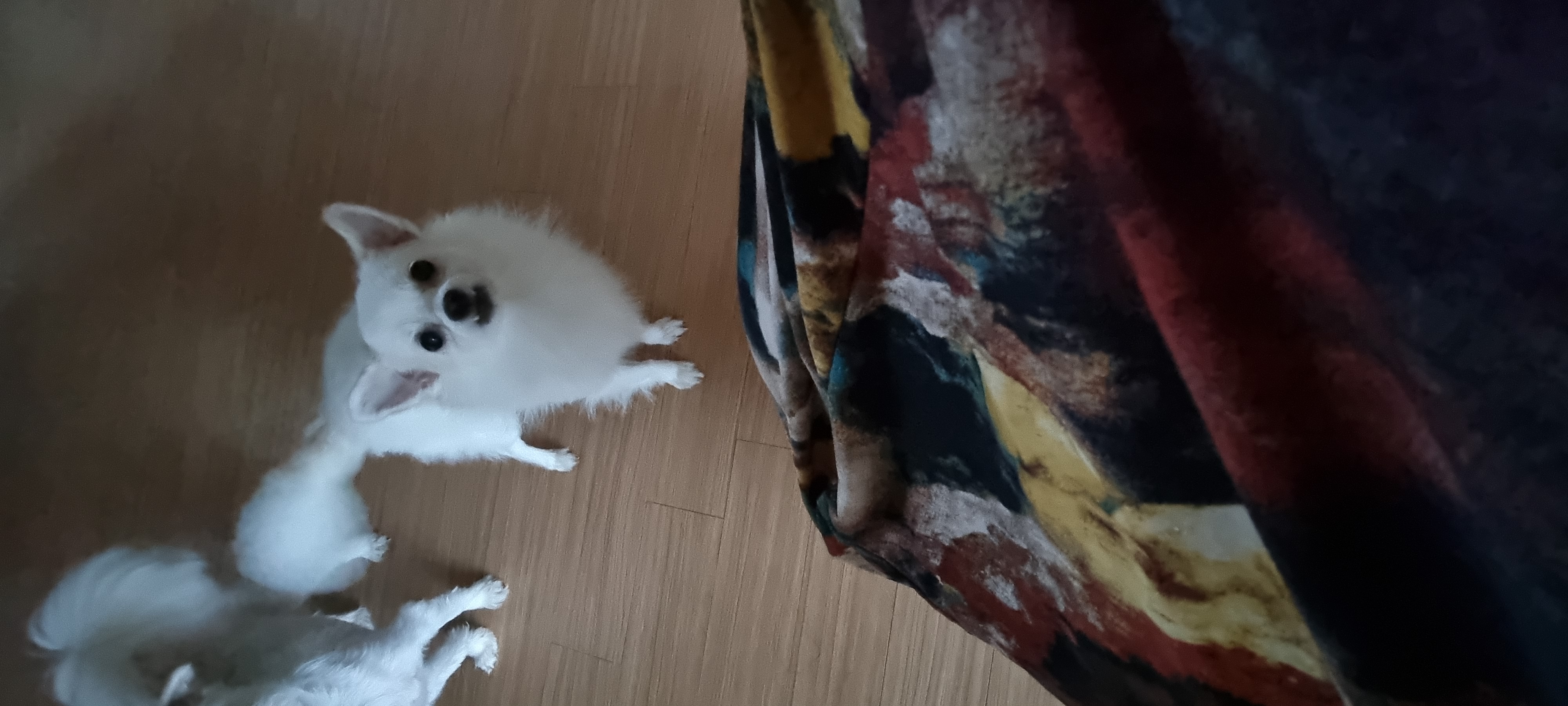 (올리) 저희 집에 온 지 1년 됐어요