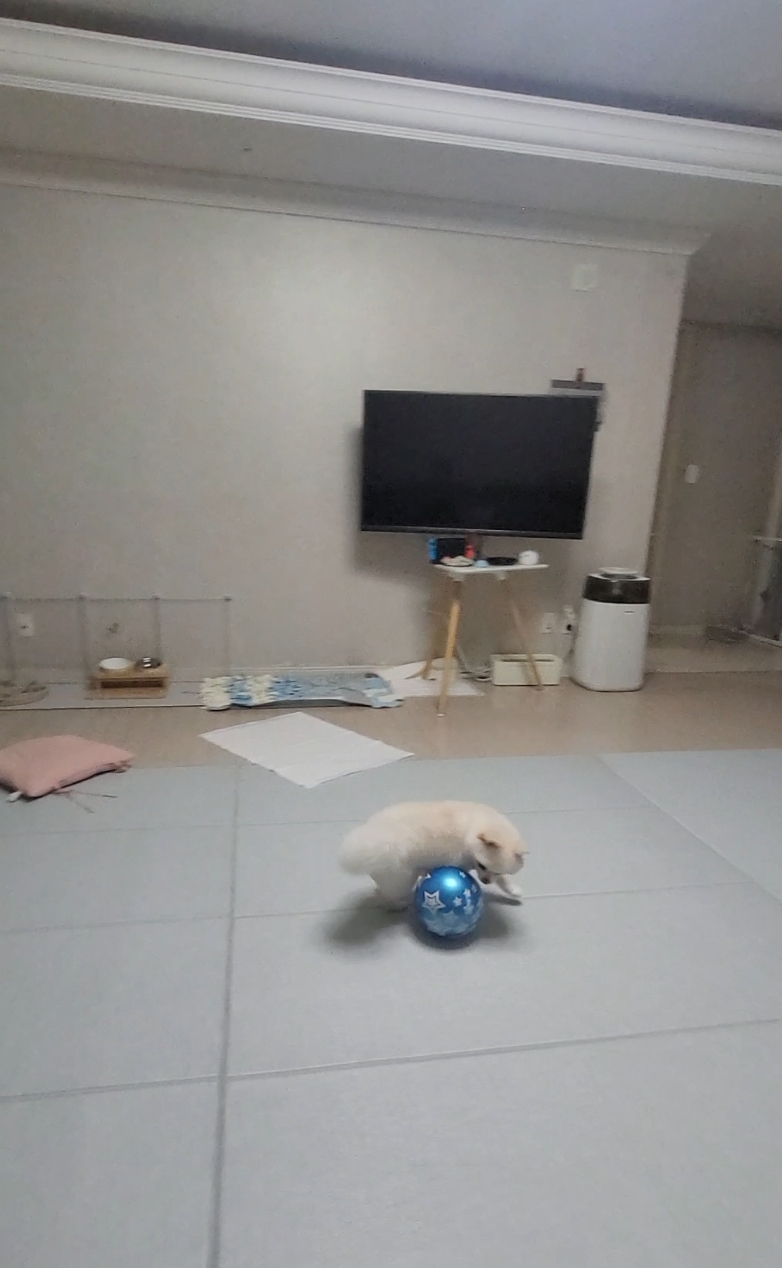 율무(시루) 입양 6개월차