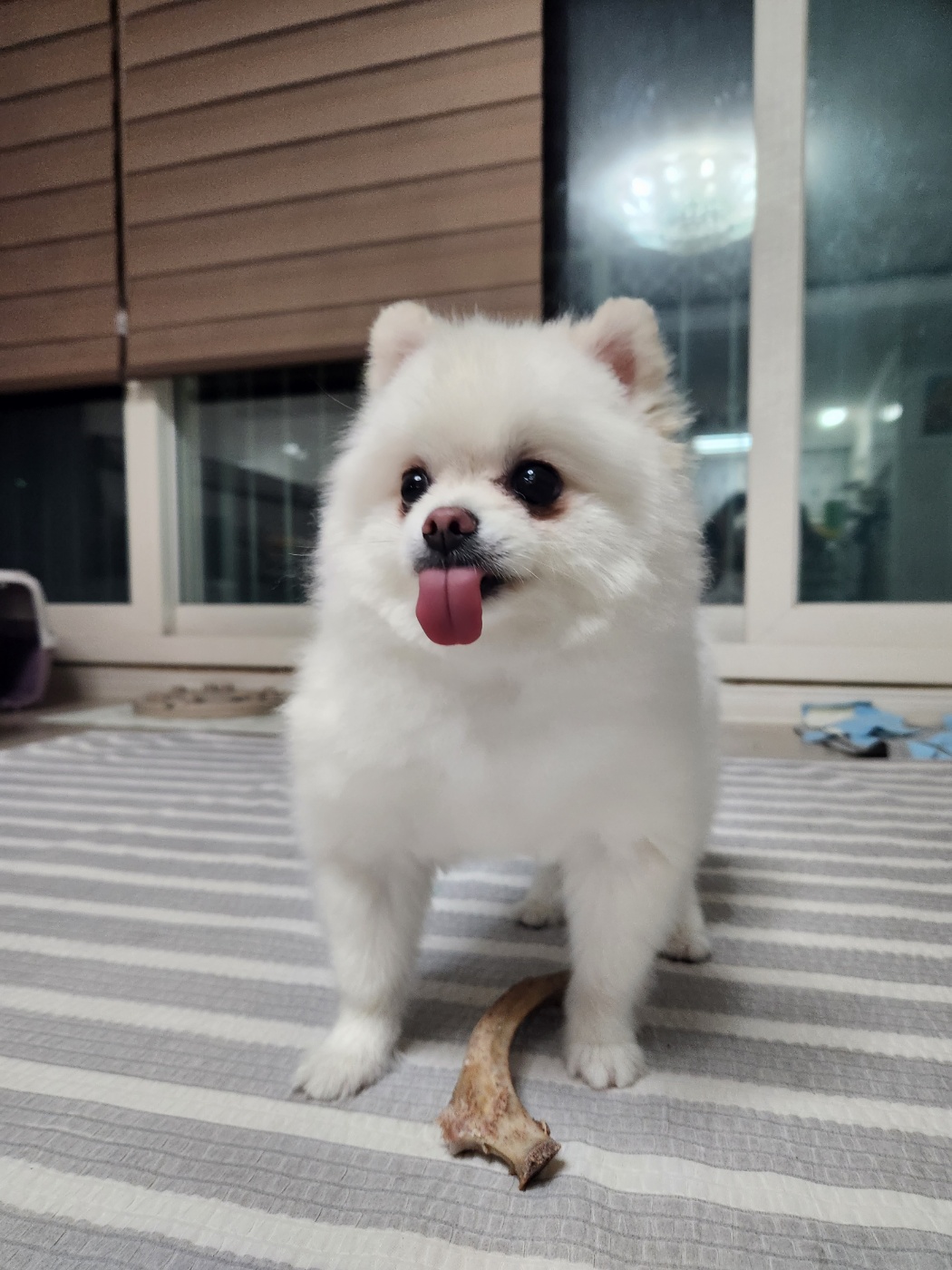 율무(시루) 입양 6개월차