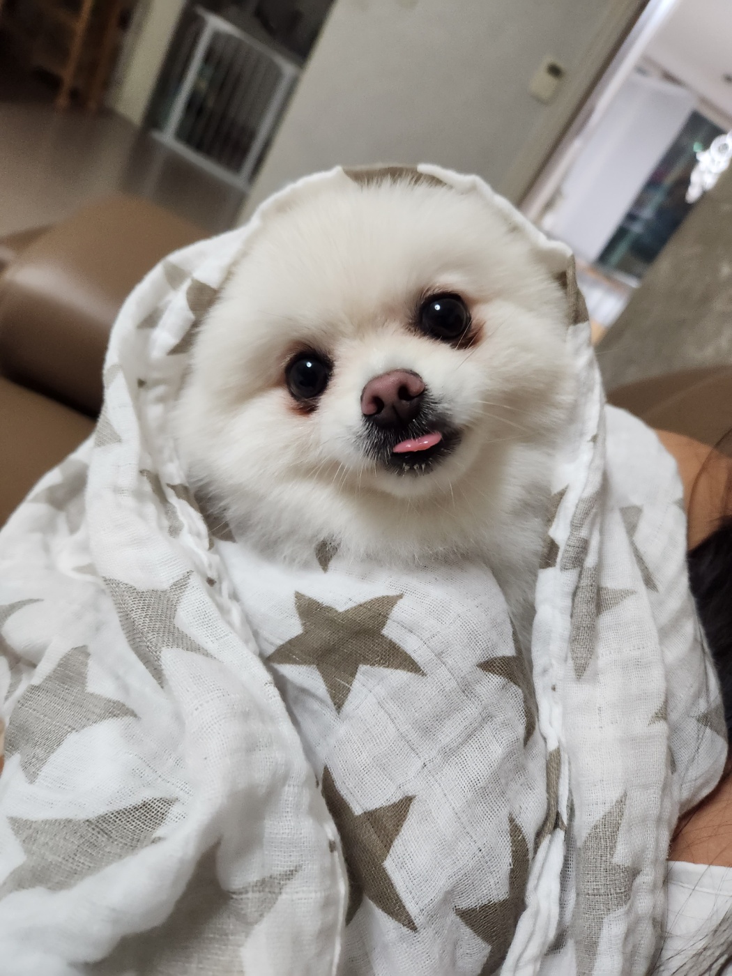 율무(시루) 입양 6개월차