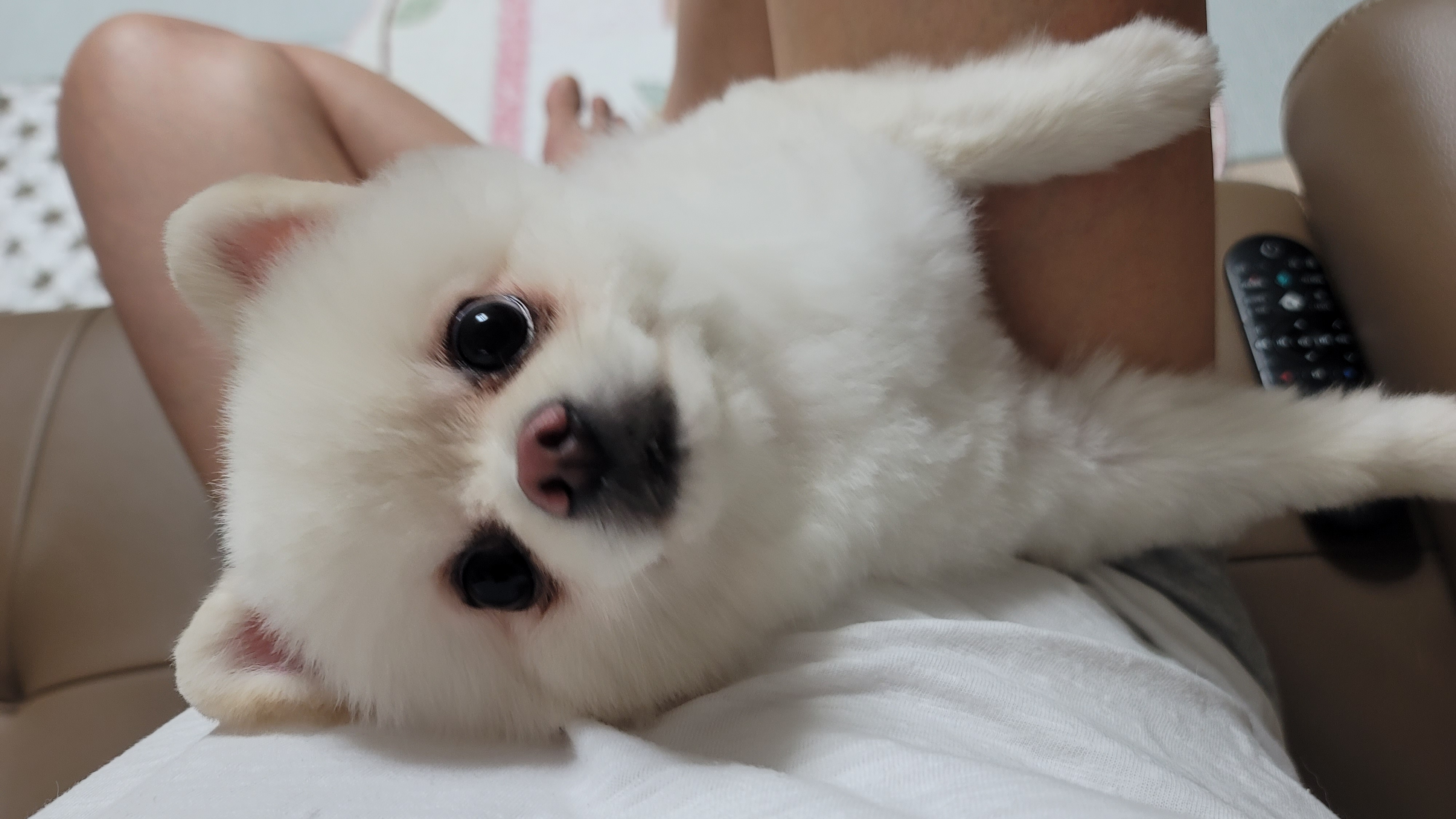 율무(시루) 입양 6개월차