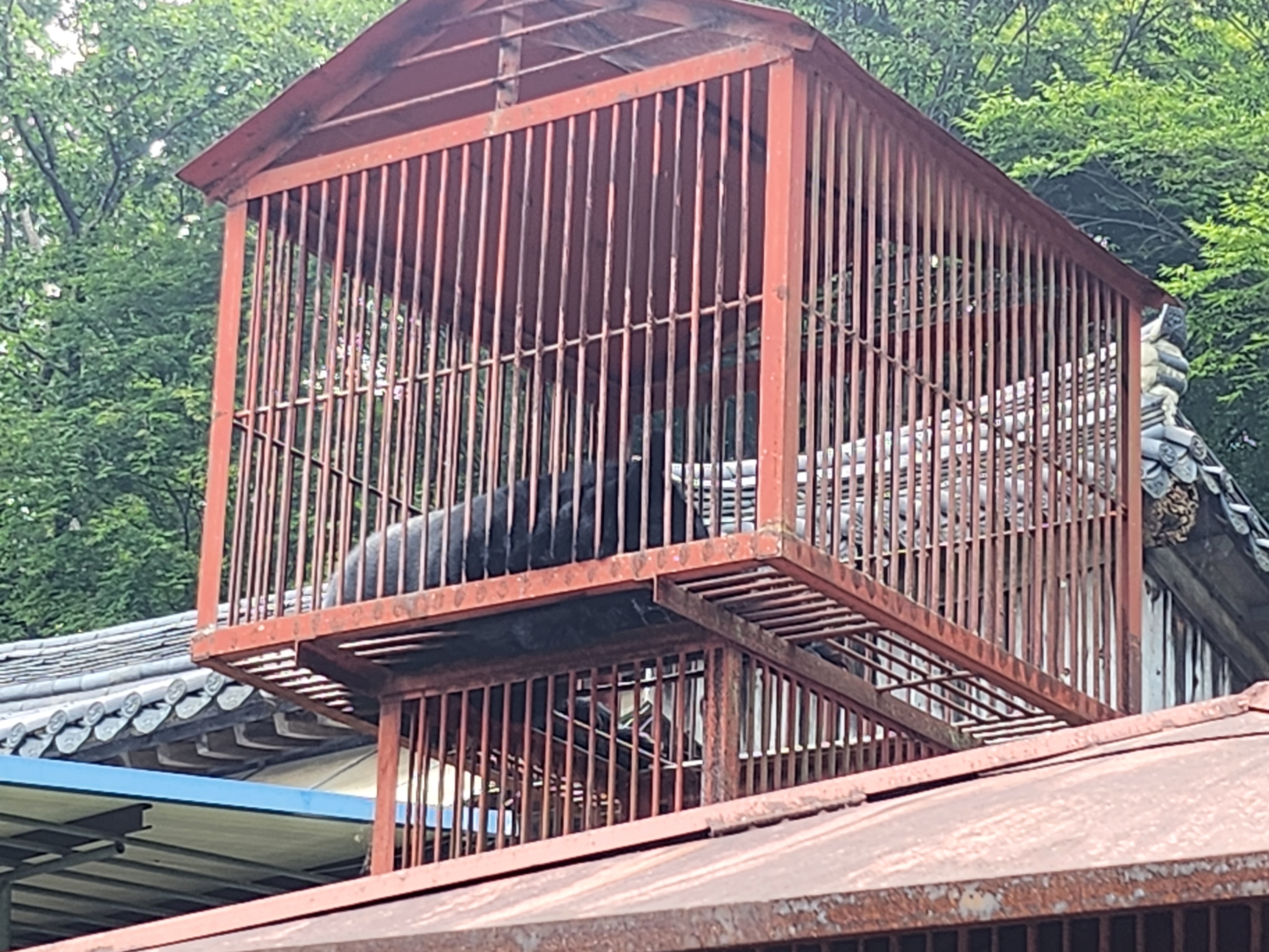 문수사 반달곰 방치 및 학대