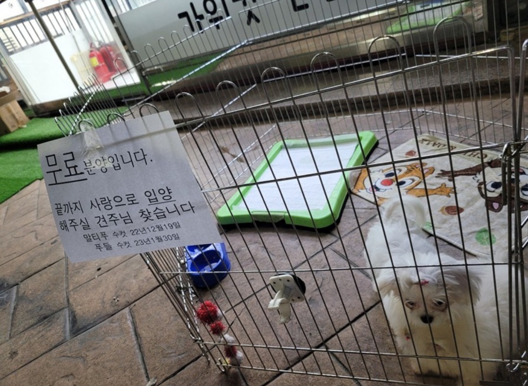 펫샵 폐업전 반려견 방치