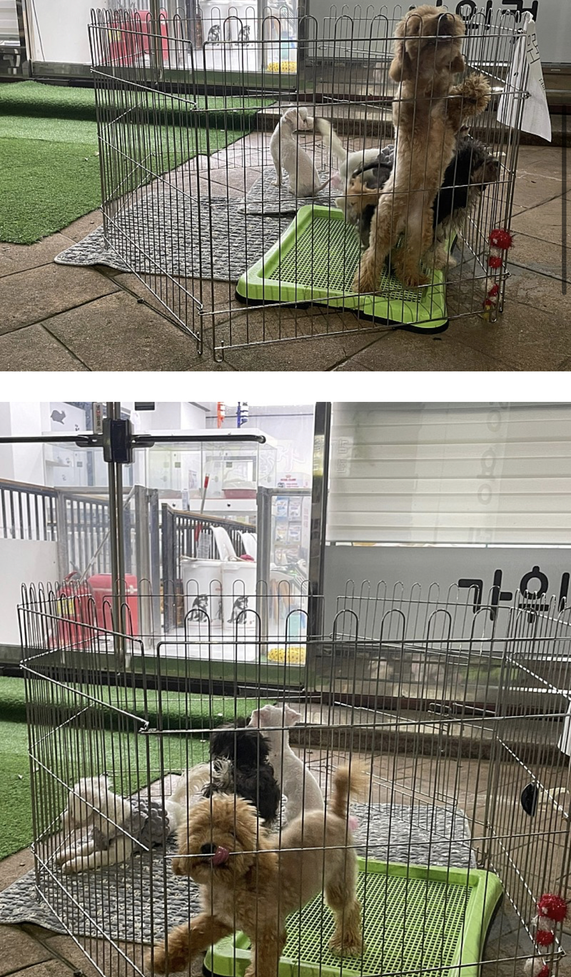펫샵 폐업으로인한 무료분양