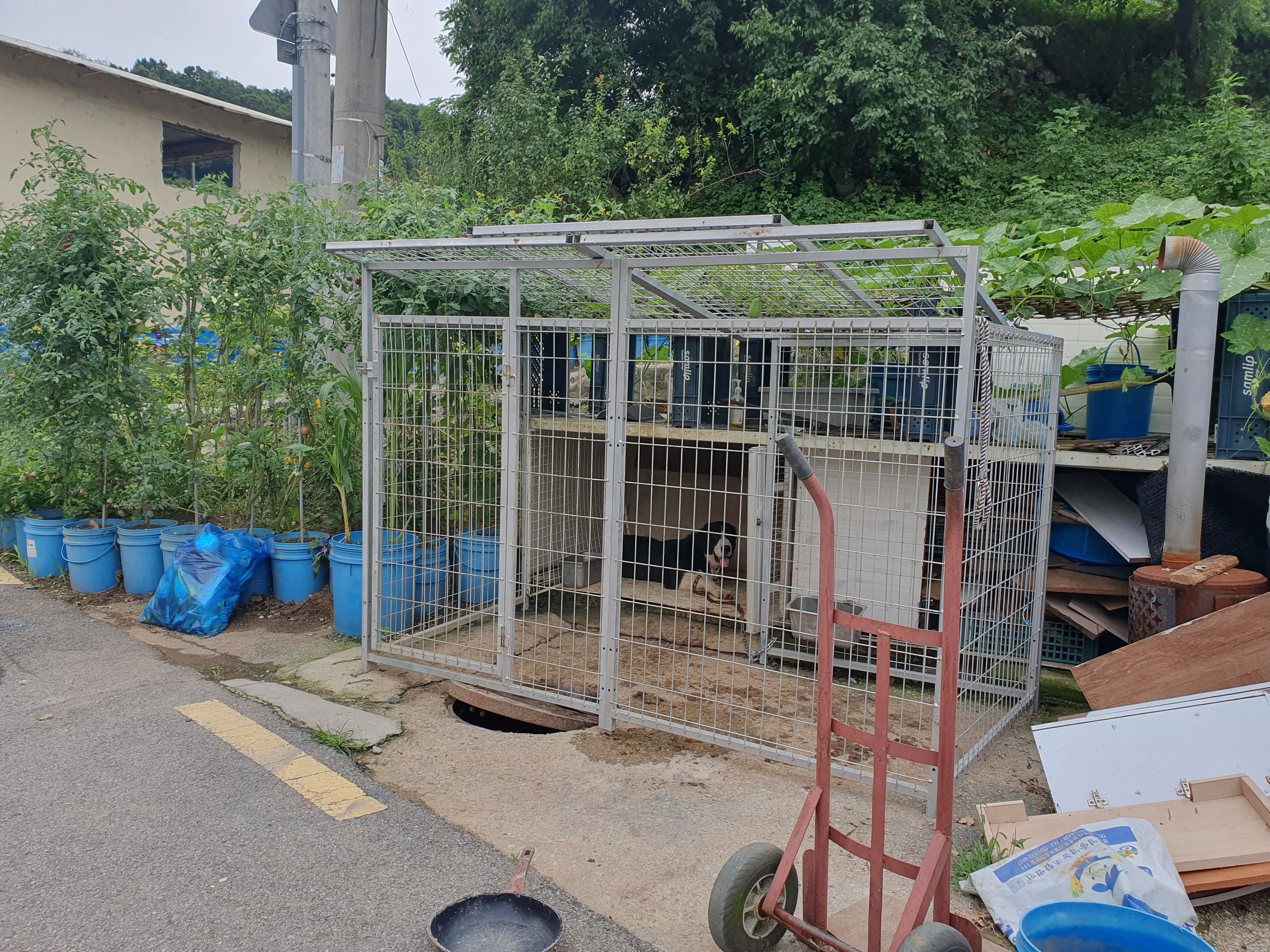 도로변 철장에 개를 식용으로 사육 중