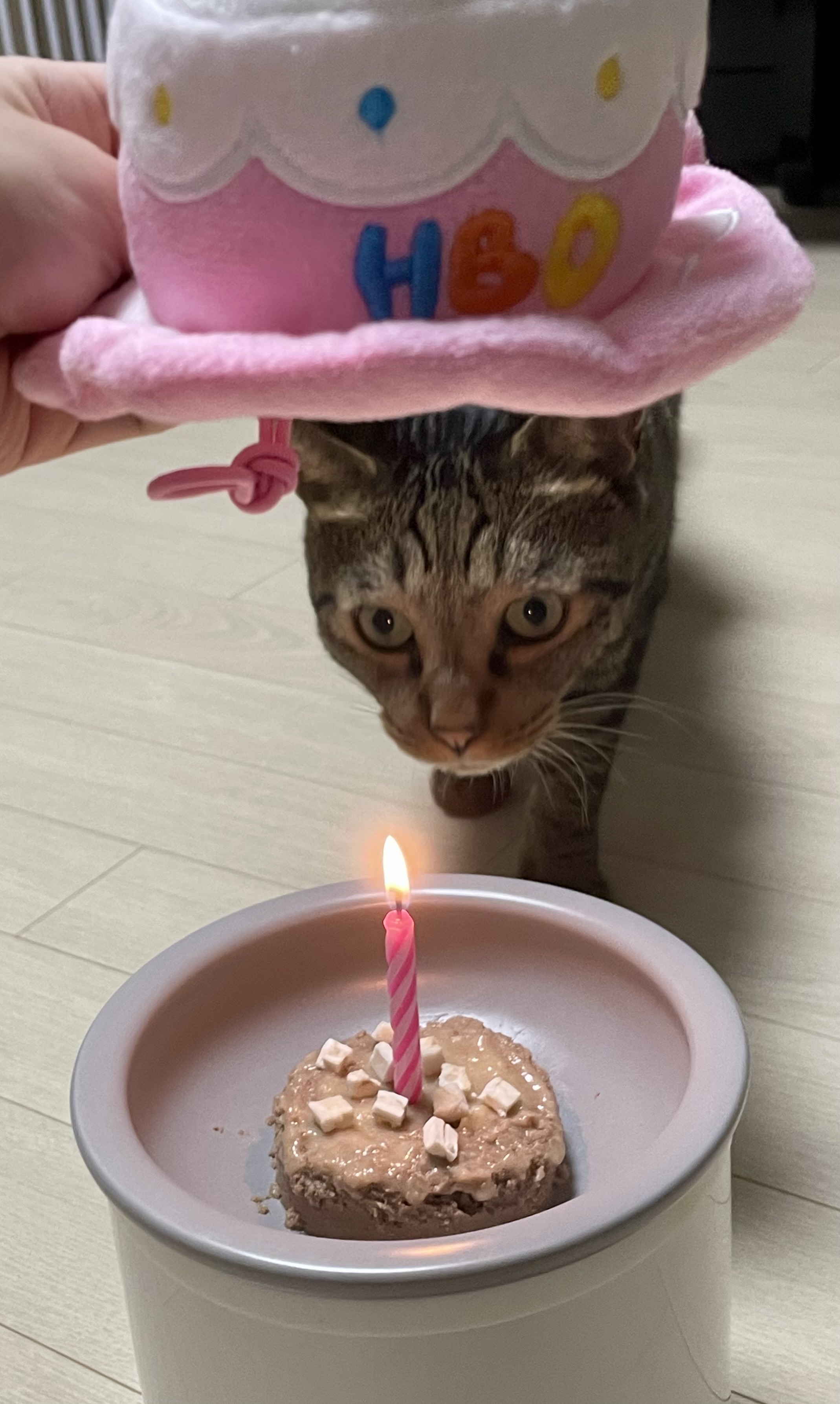 망덕이 울집 온 지 …벌써 삼년! 