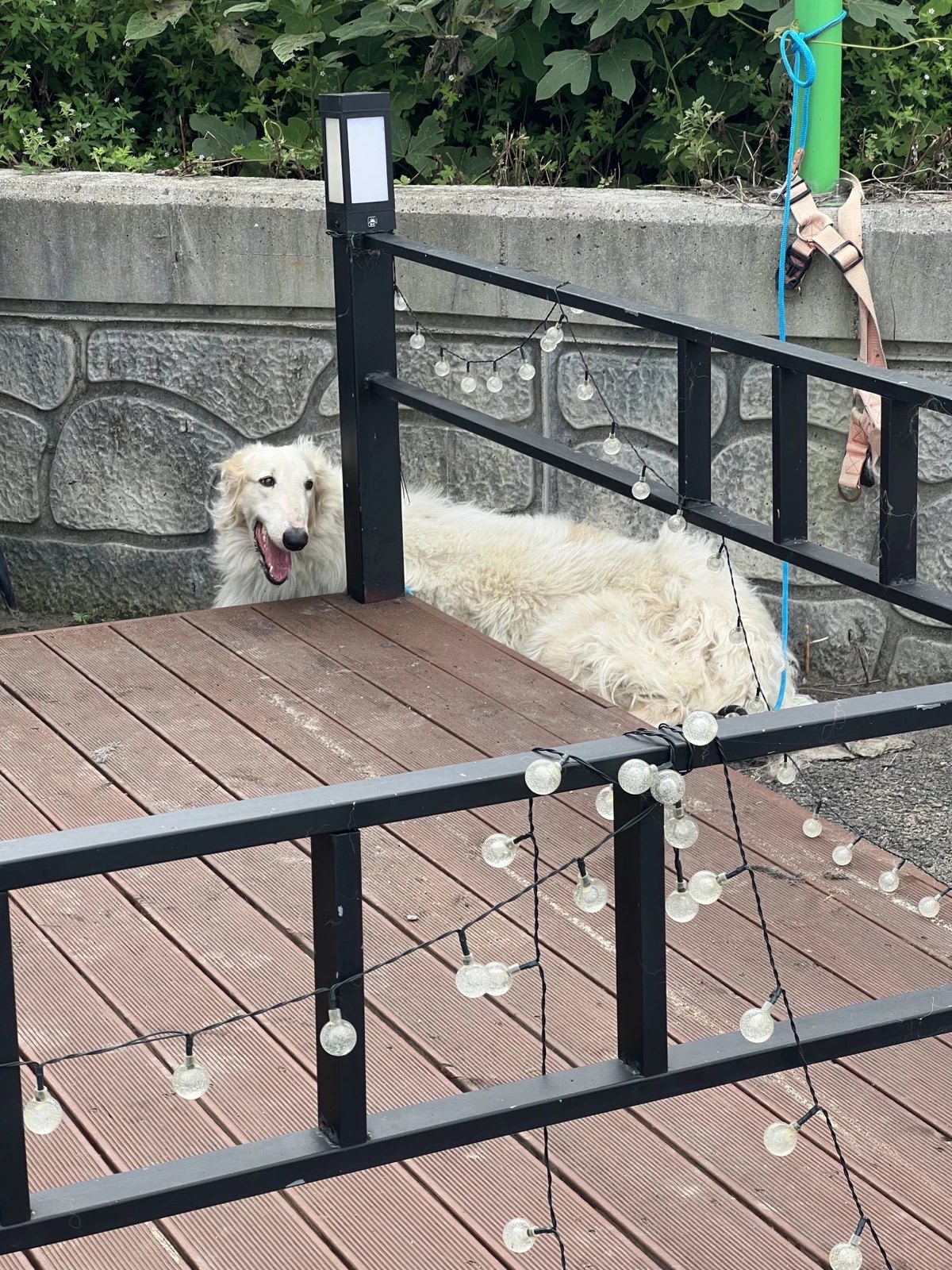 강아지를 도와주세요