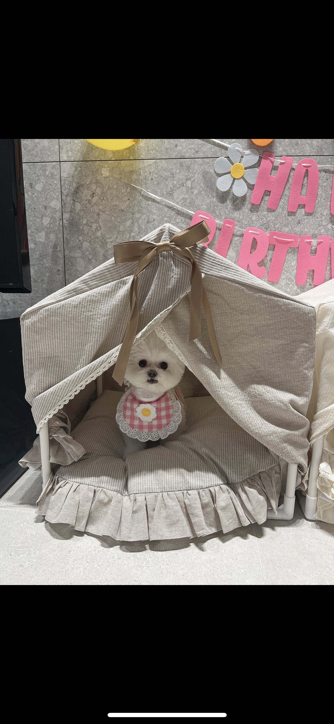 아산 구조견 나엘(가희) 입양1년