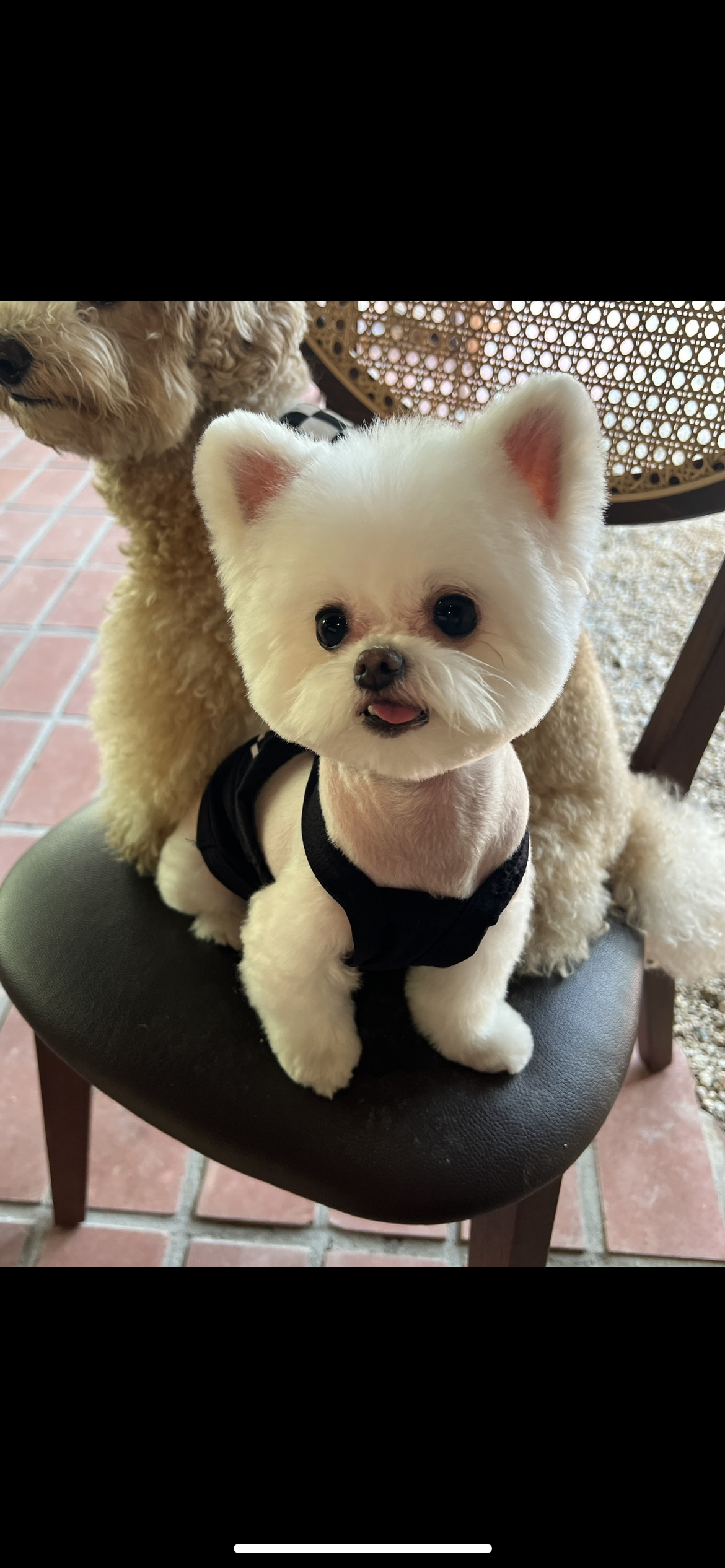 아산 구조견 나엘(가희) 입양1년
