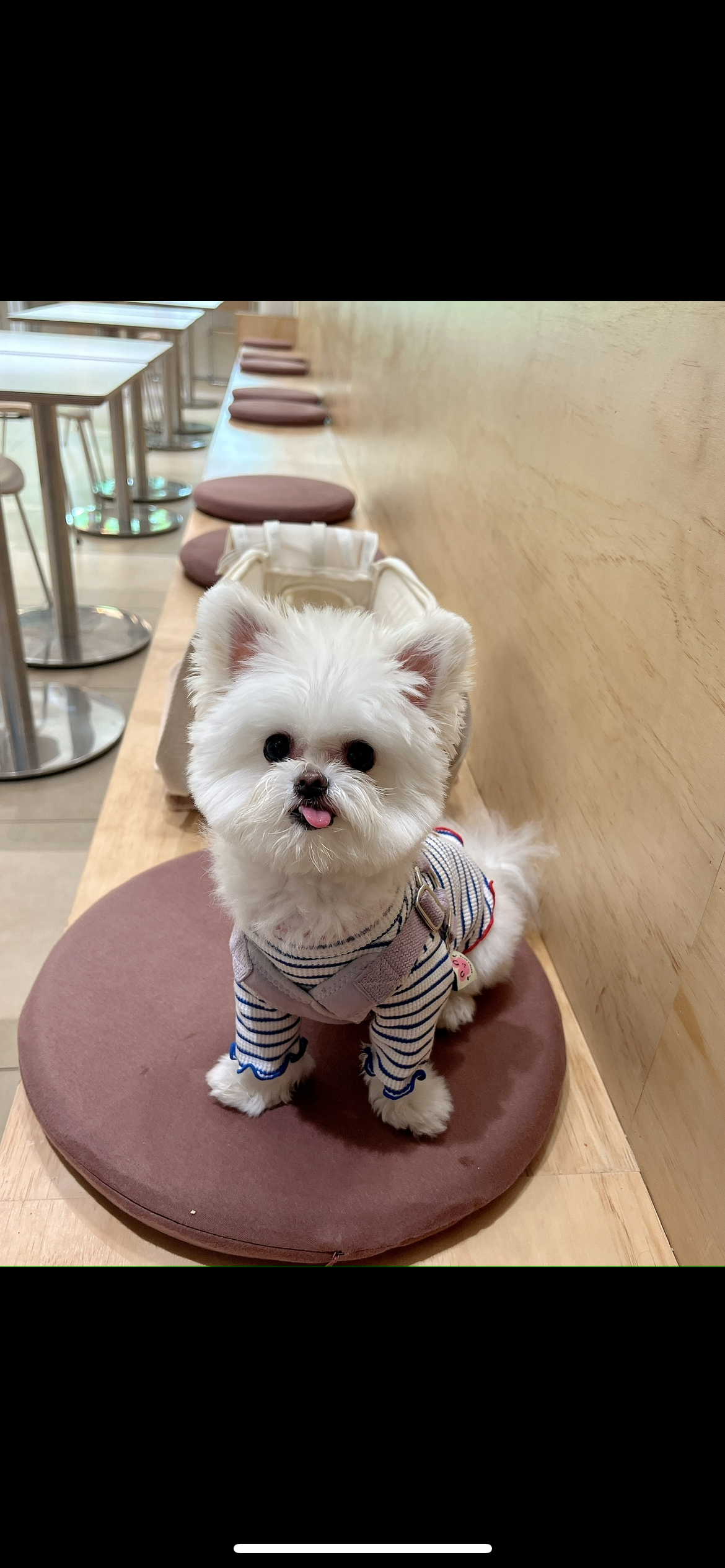 아산 구조견 나엘(가희) 입양1년