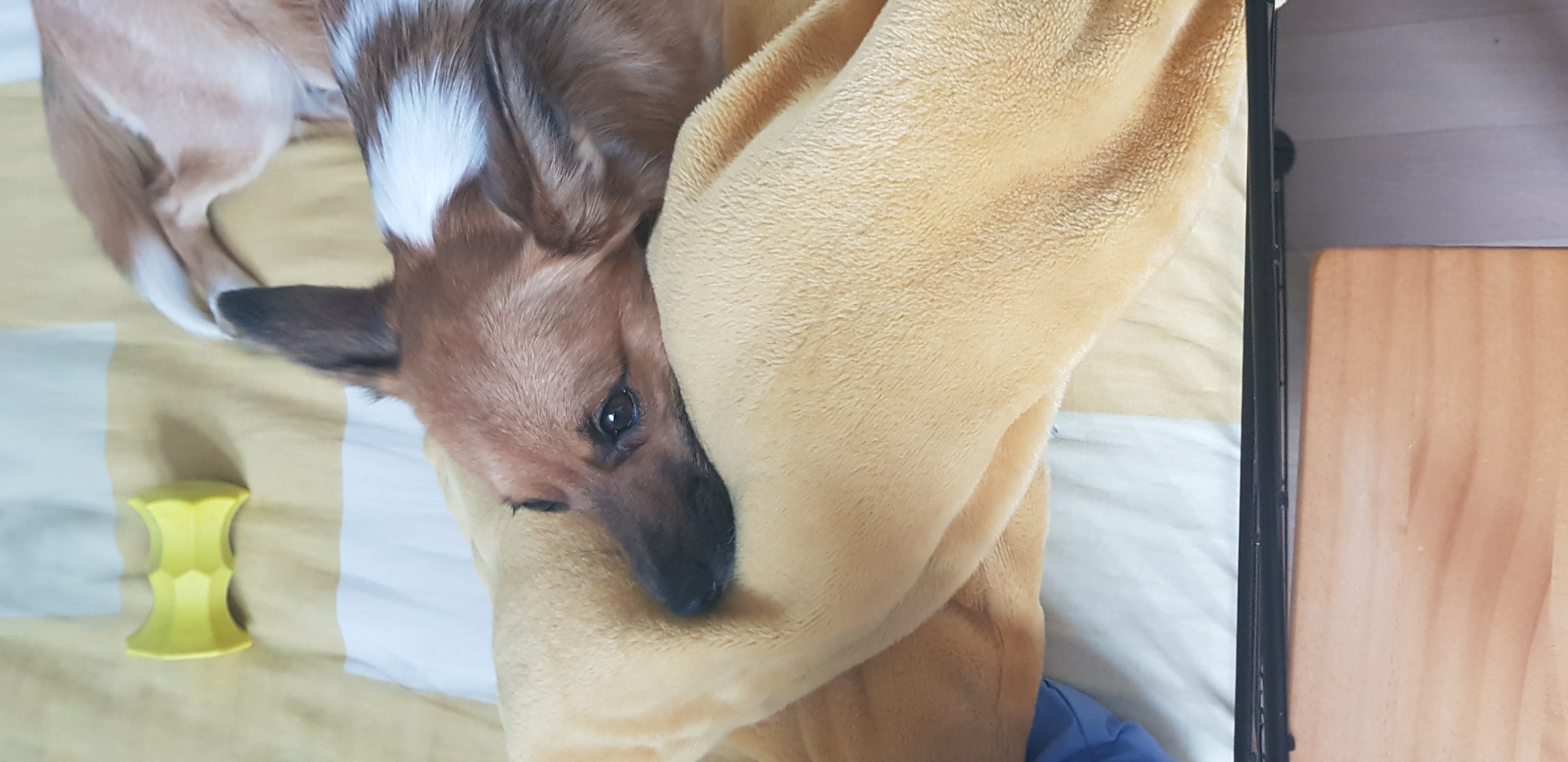 은일(보나) 입양 1년(글이 없어져서 다시 올립니다)