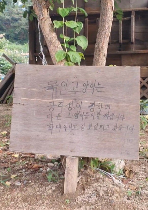 짧은줄로 묶여서 방치된 고양이 제보합니다