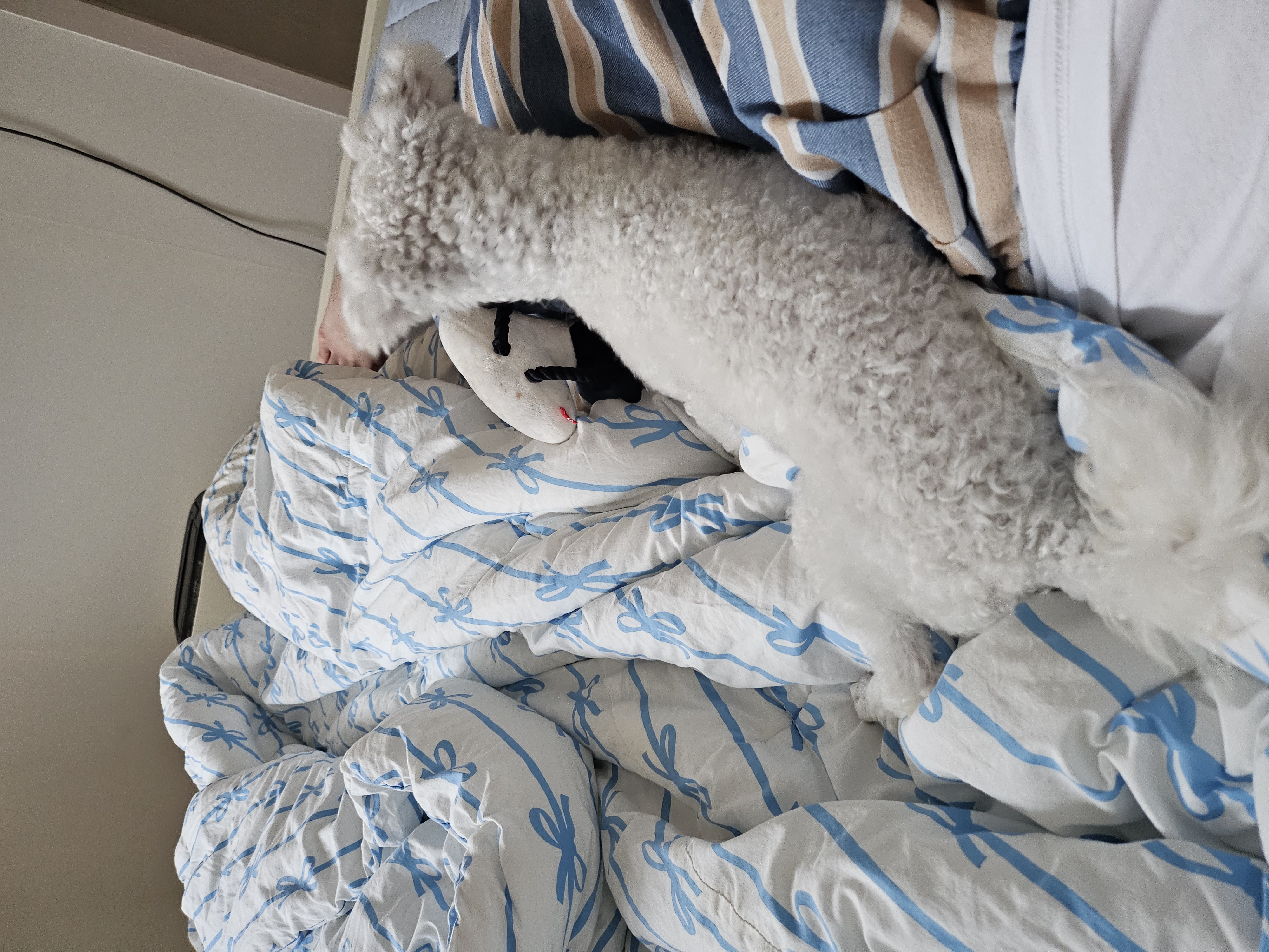 열무(구 아솜)