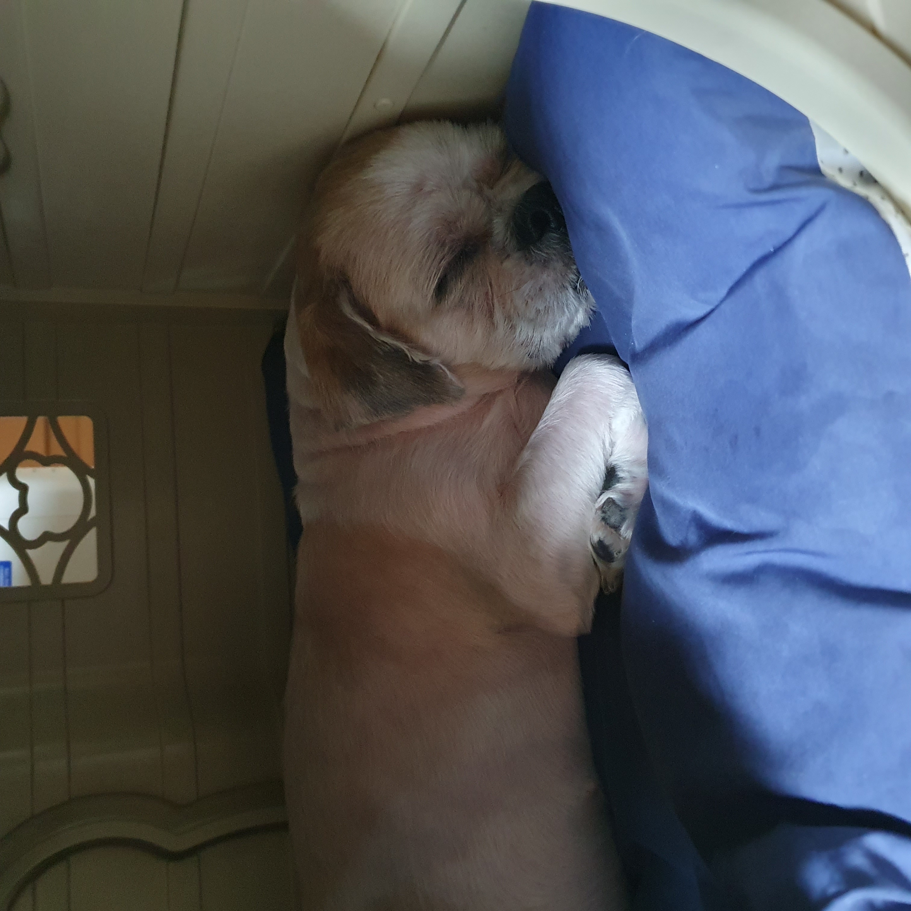 조아