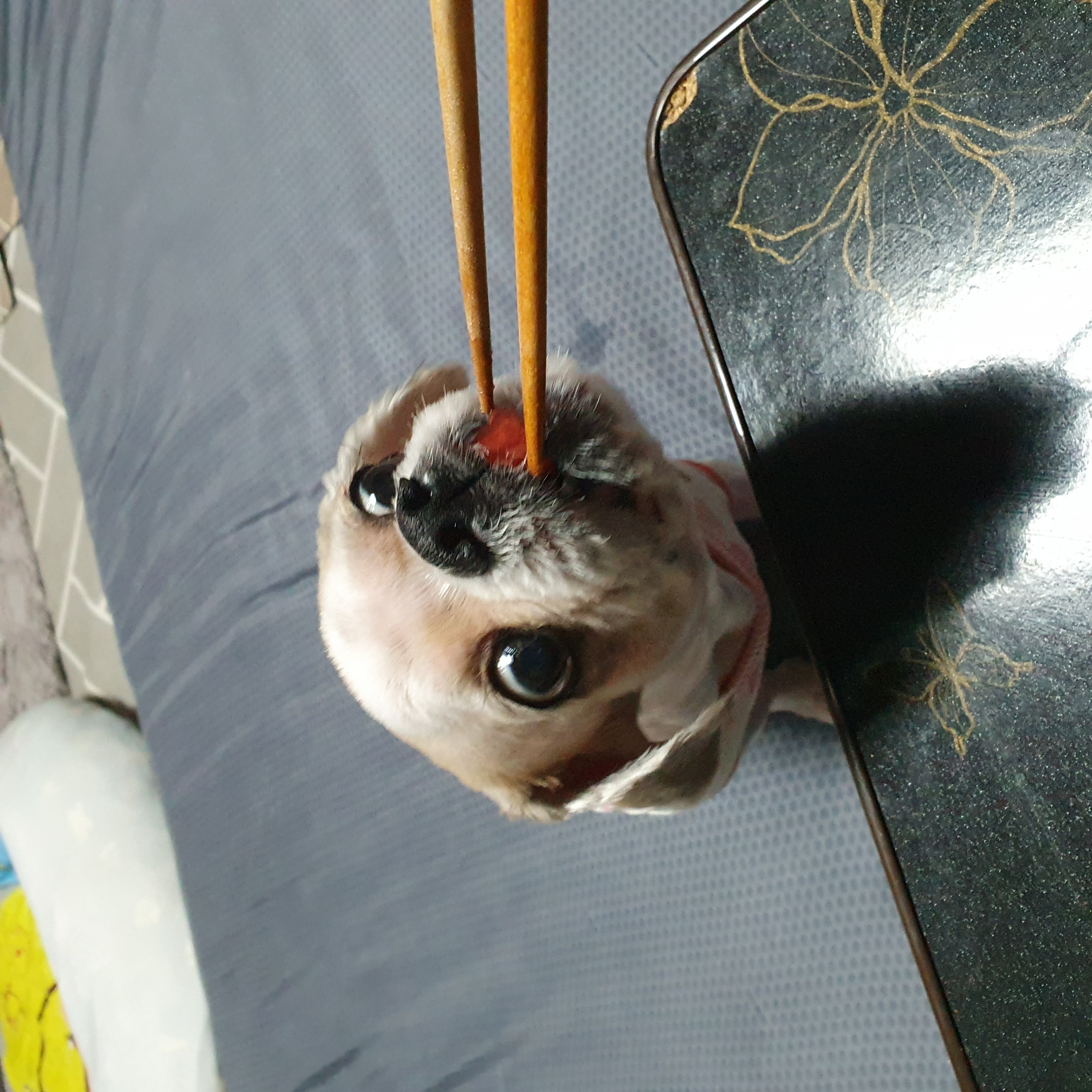 조아
