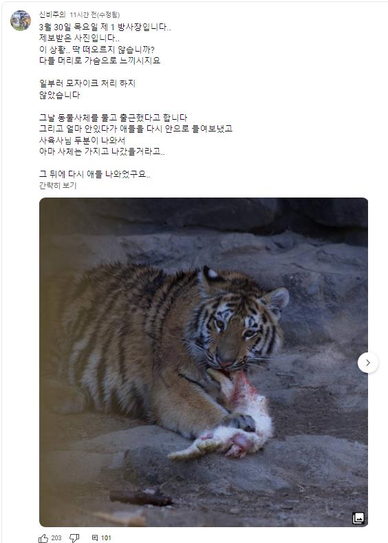 서울대공원 1년 사이 3마리 시베리아 호랑이 죽음 (서울대공원 사인 공개) 