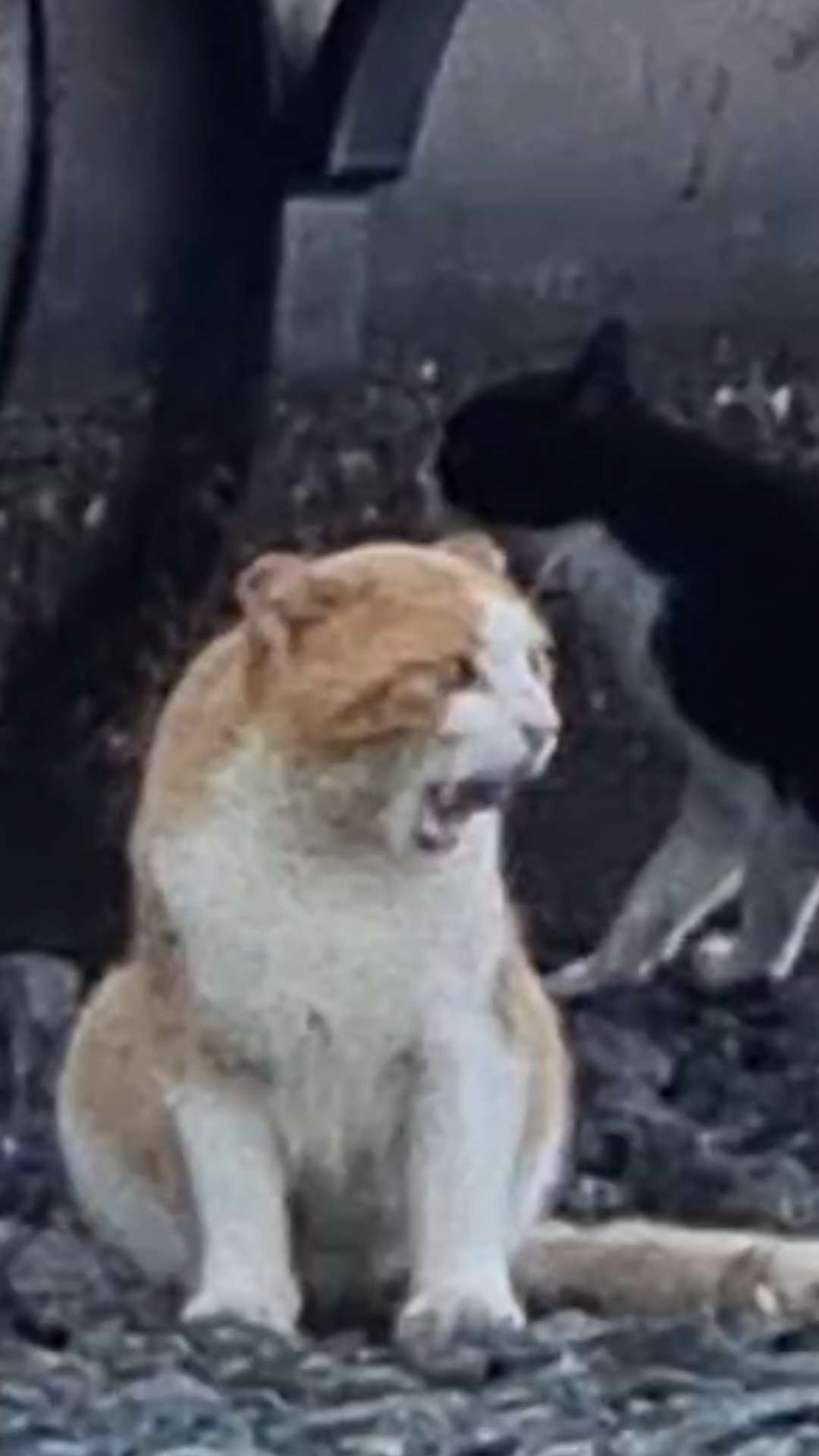 홍성 죽도의 귀 잘린 고양이 