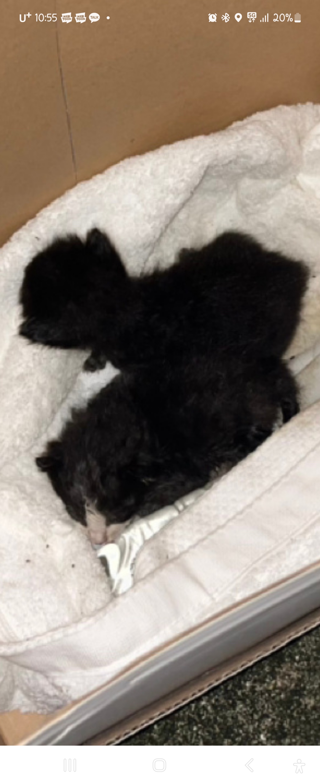 갓 눈뜬 아기 고양이들 도와주세요(항문쪽에서 구더기를 봤어요ㅠㅠ)