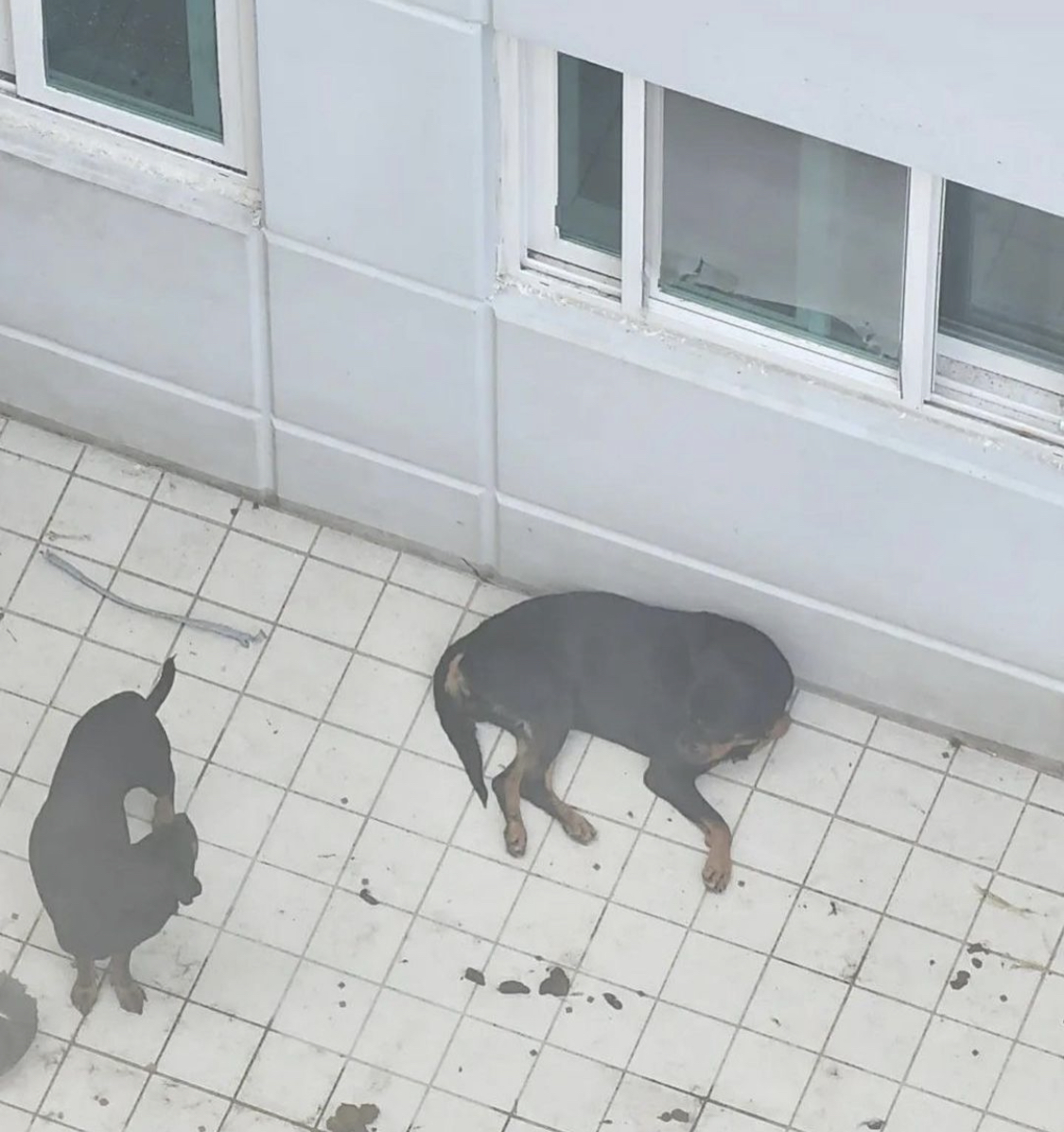 맹견 두마리가 셰퍼트 한마리를 지속적으로 공격하고 주인은 나몰라라 합니다. 베란다에 피가 흥건해요.