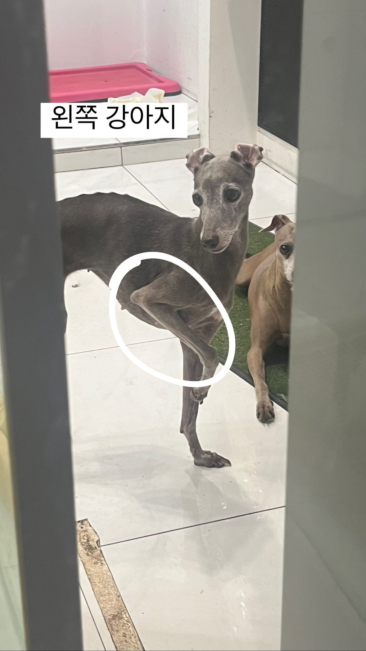 가게에 있은 강아지들이 상태가 너무 안 좋습니다 도와주세요 저 강아지들 살 날이 얼마 안 남은 것 같습니다