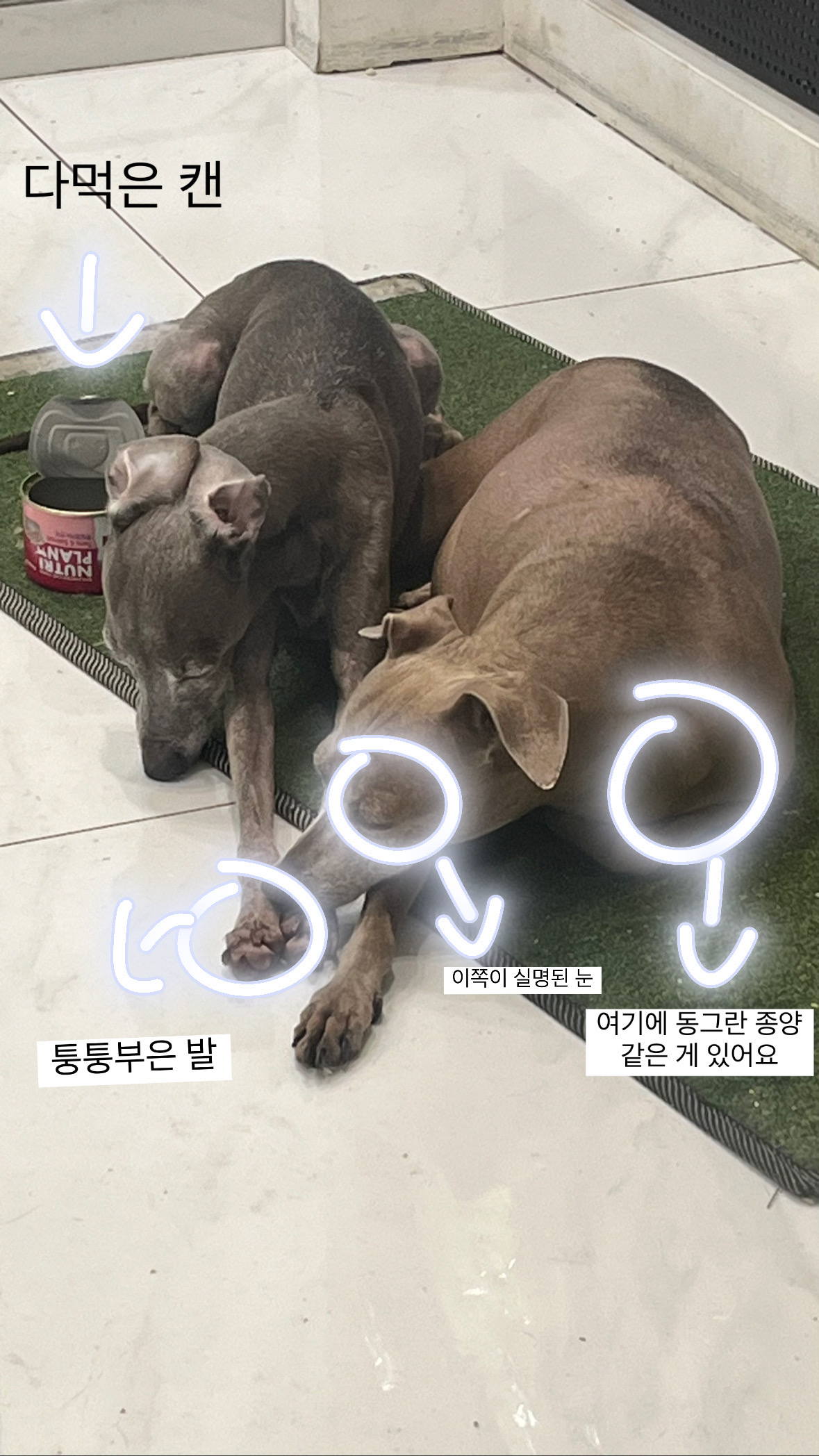 가게에 있은 강아지들이 상태가 너무 안 좋습니다 도와주세요 저 강아지들 살 날이 얼마 안 남은 것 같습니다