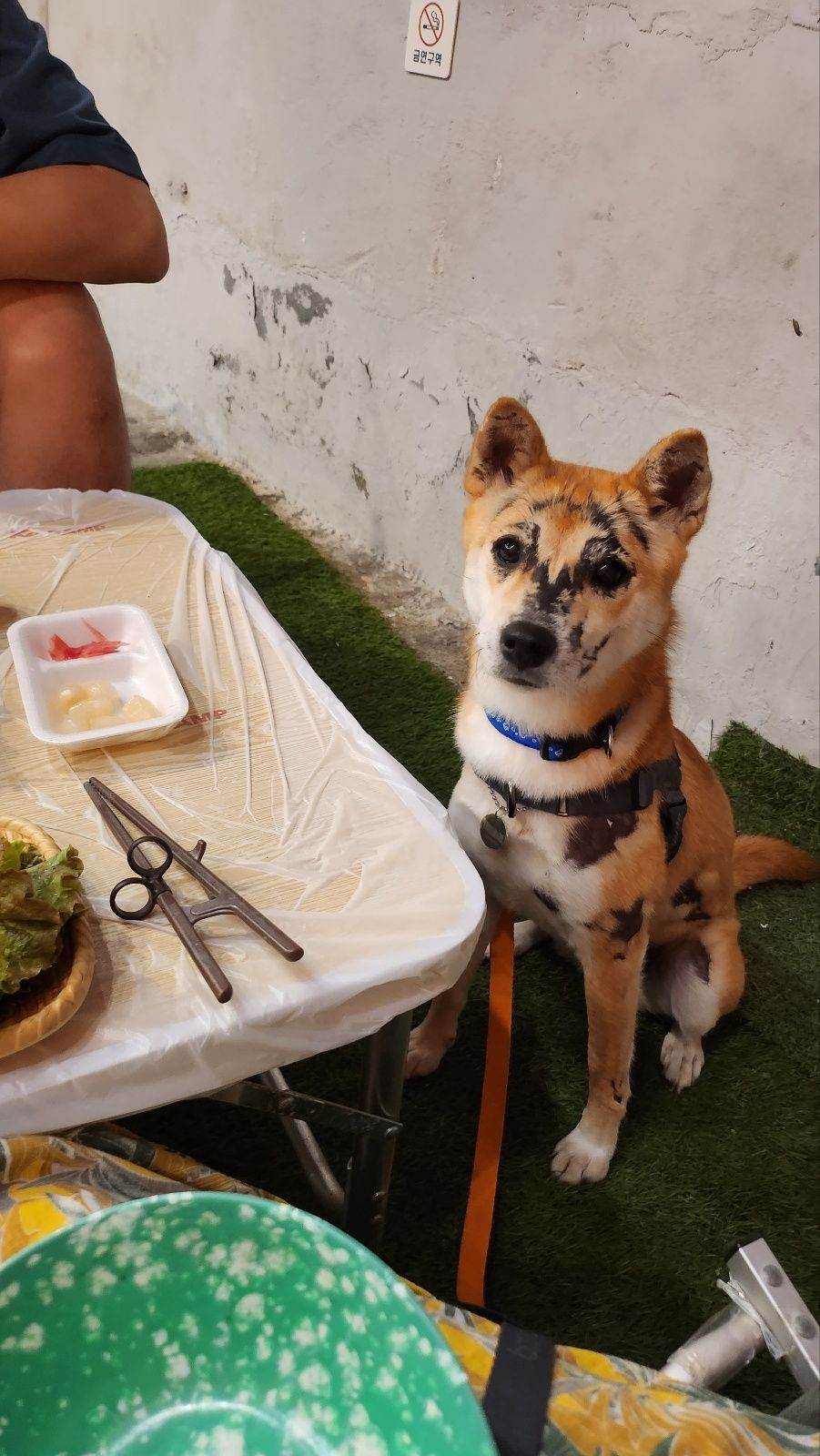 이솔이 임보 한 달 차 보고!