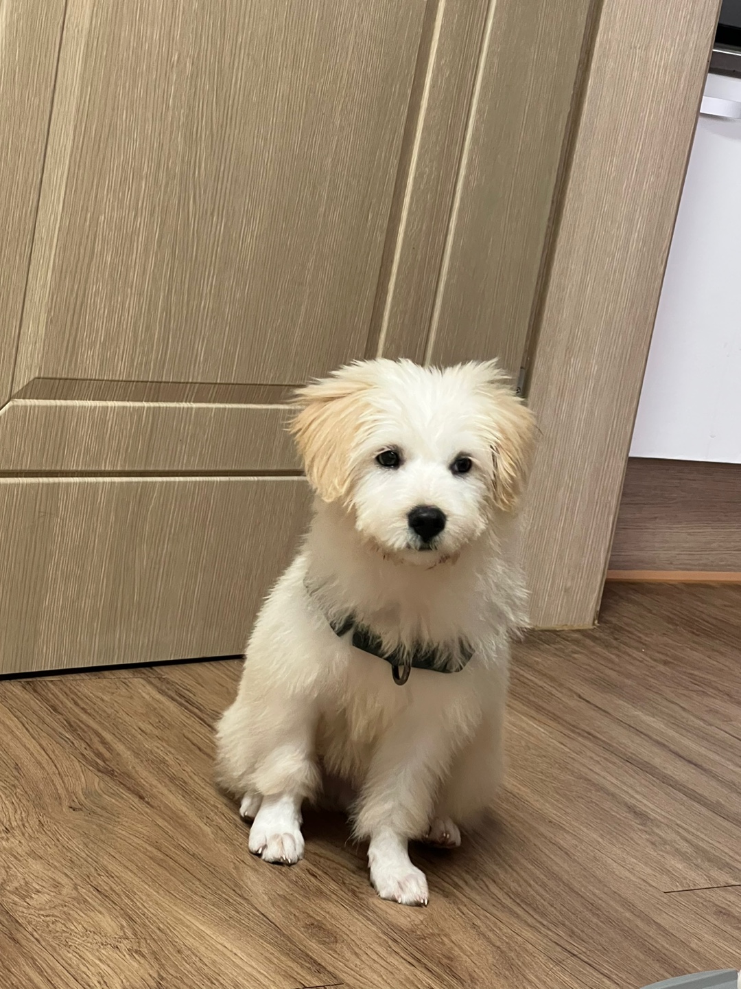 다은이(은빛이) 입양 후 7일간 이야기