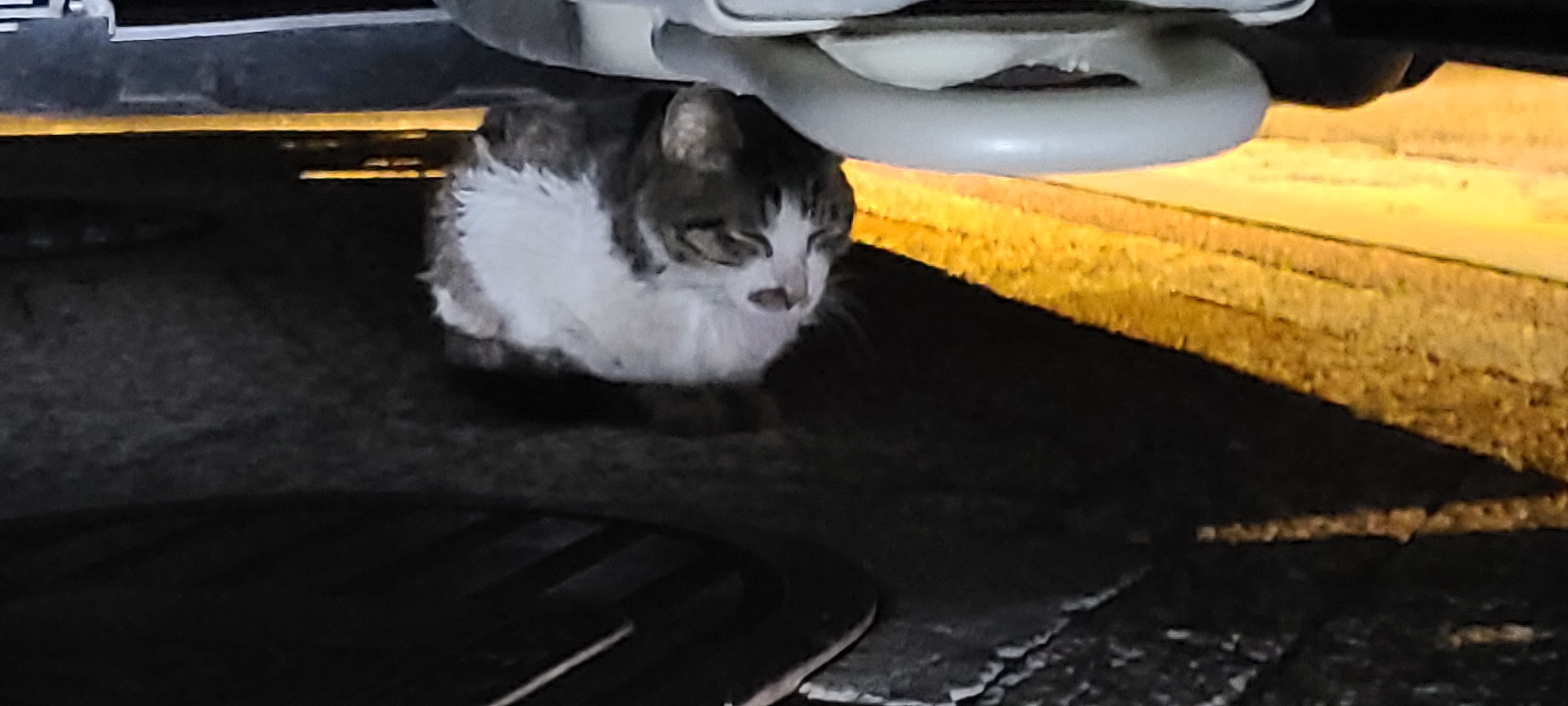 길고양이 영양실조  건강상태 불량 답변입니다