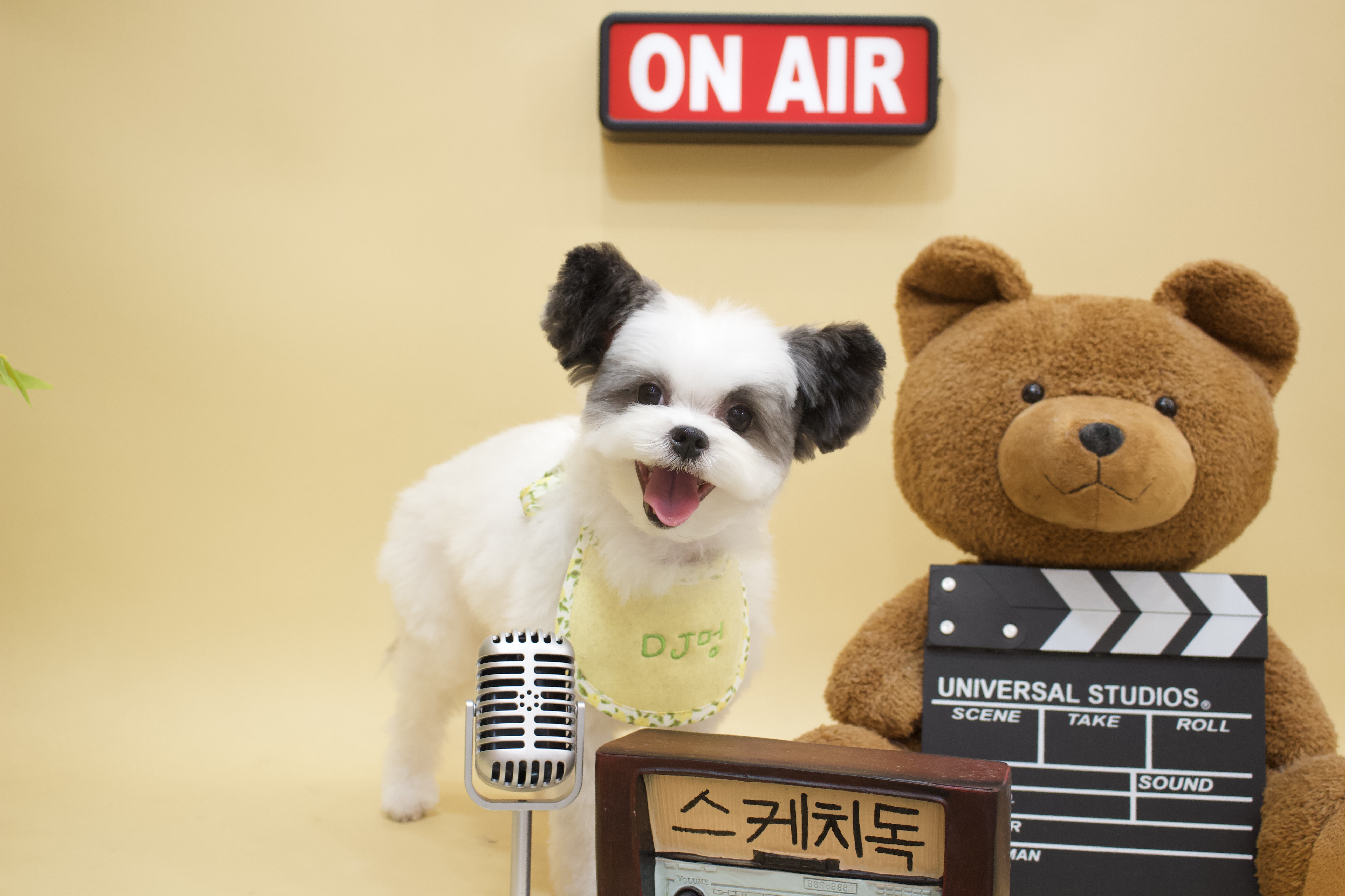 아산구조견 아뭉이 일년 이야기