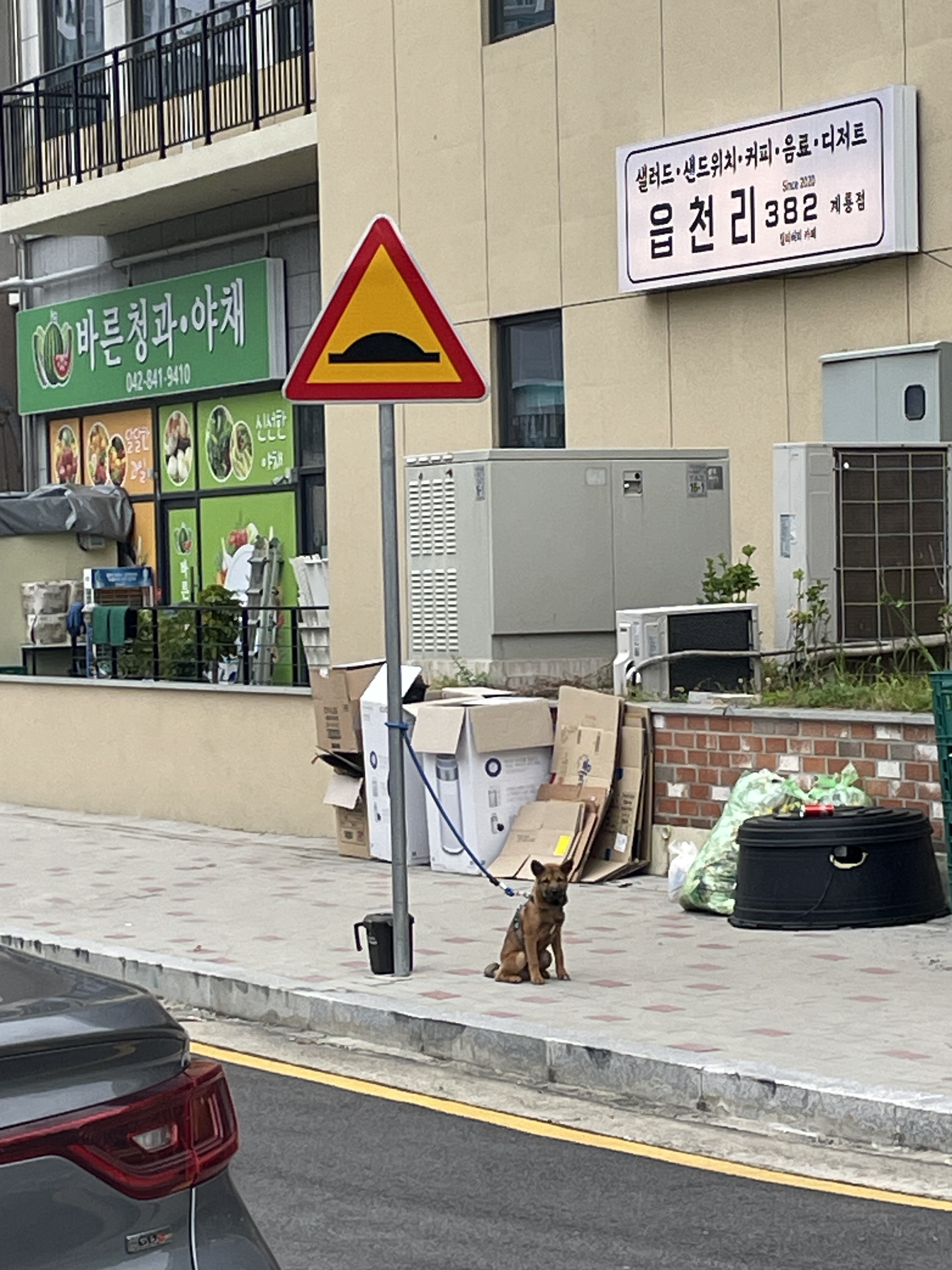 계룡쪽 정신 이상한 아저씨가 개한테 욕을하고 막대합니다