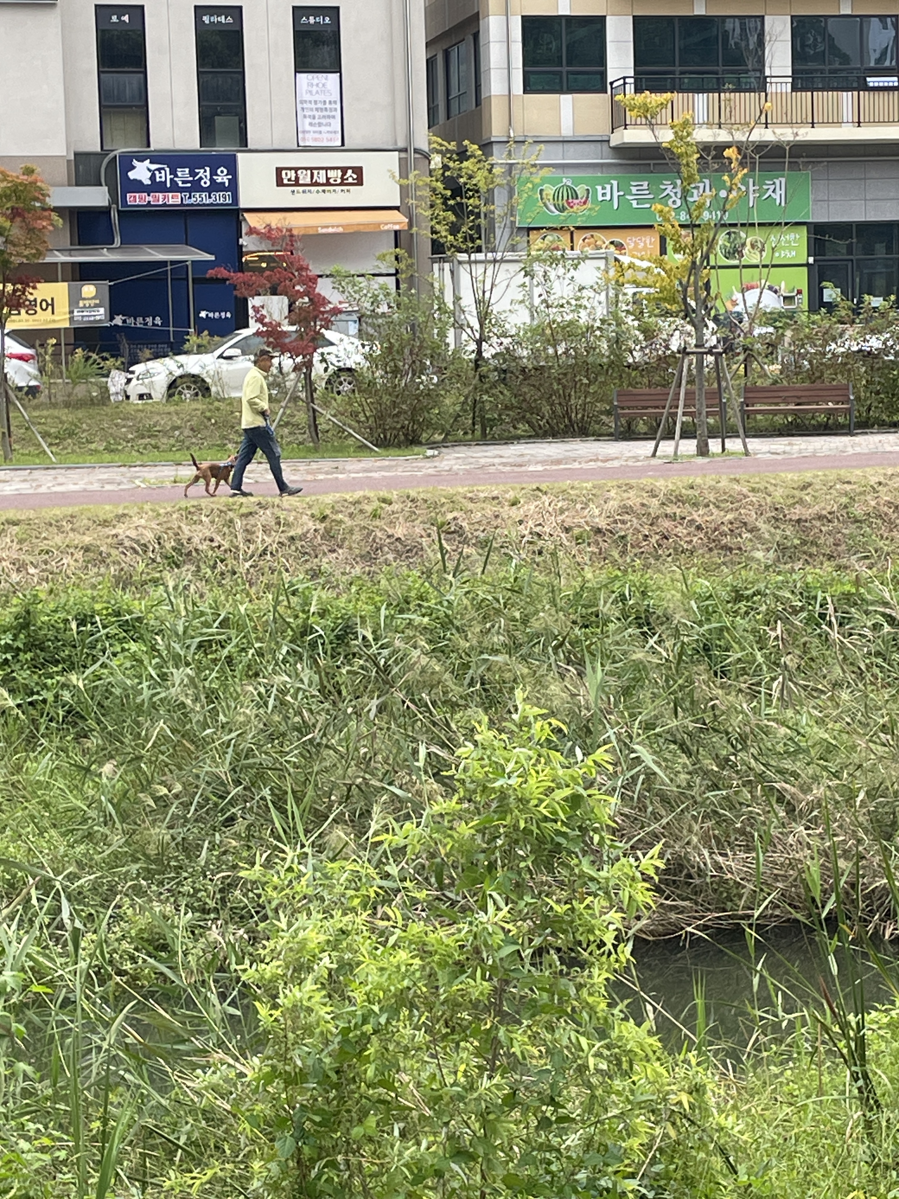 계룡쪽 정신 이상한 아저씨가 개한테 욕을하고 막대합니다