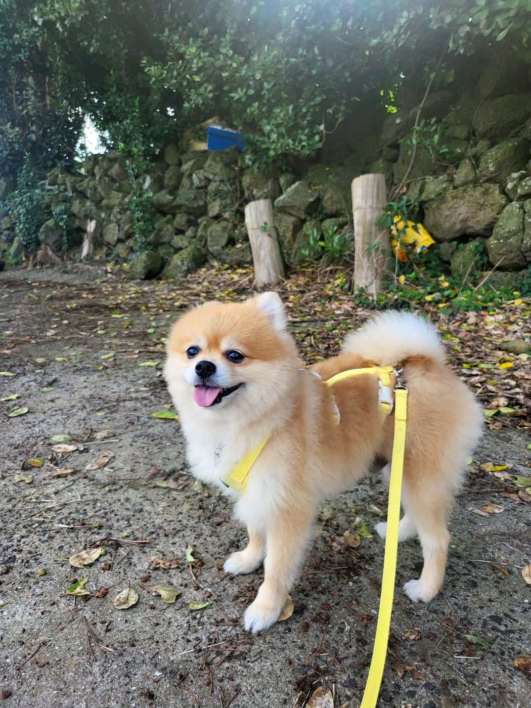 뽀심이(동식이) 입양 후 3개월차 후기입니다