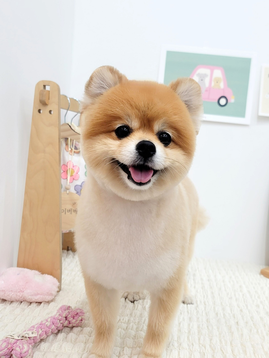 뽀심이(동식이) 입양 후 3개월차 후기입니다