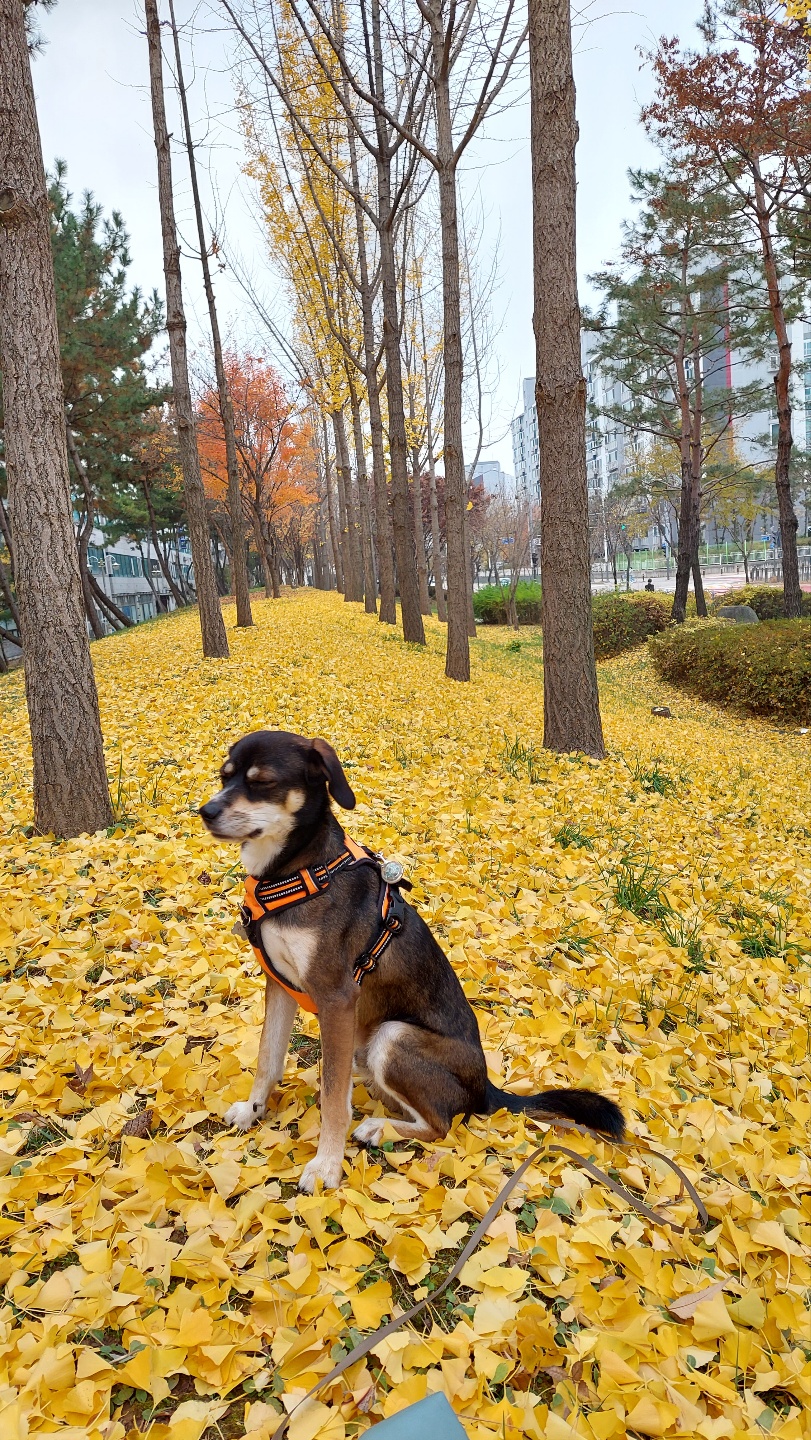 멍돌이가 까미가 된지 벌써 3년