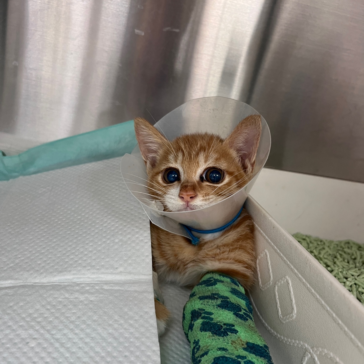 아기길냥이