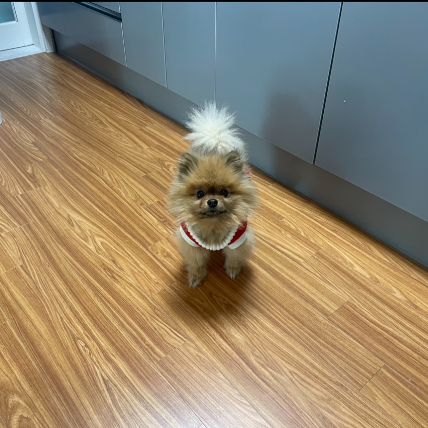 보리 입양후기