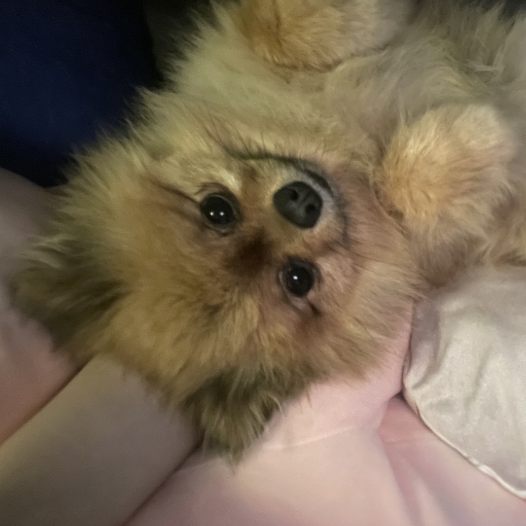 보리 입양후기